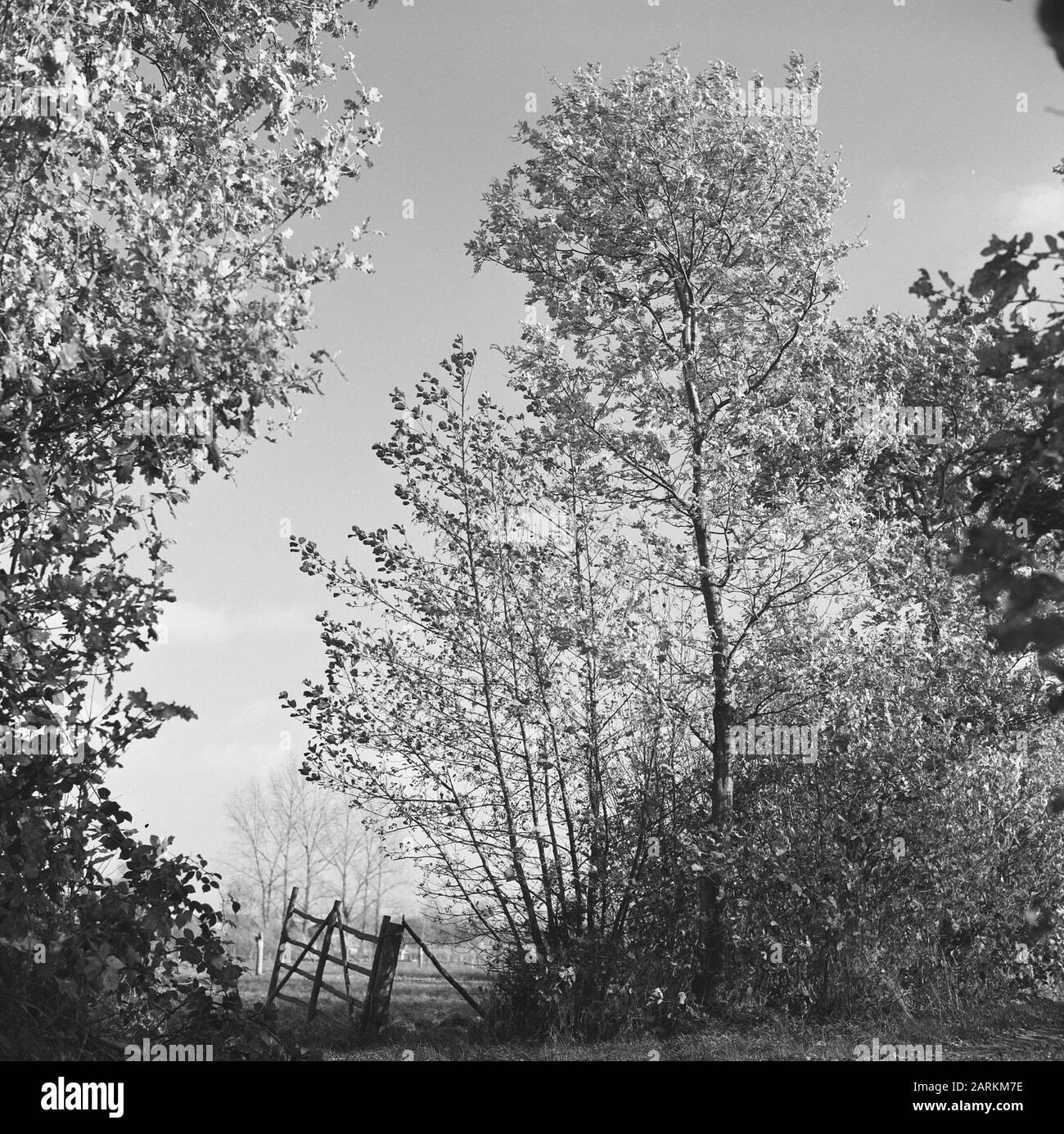 Paesaggi caratteristici, chiusi, paesaggi paesaggistici, alberi, cucine, ontano, quercia Data: 1967 Parole Chiave: Alberi, paesaggio, chiuso, paesaggi caratteristici Nome personale: Quercia, ontano, tipo di cucina Foto Stock