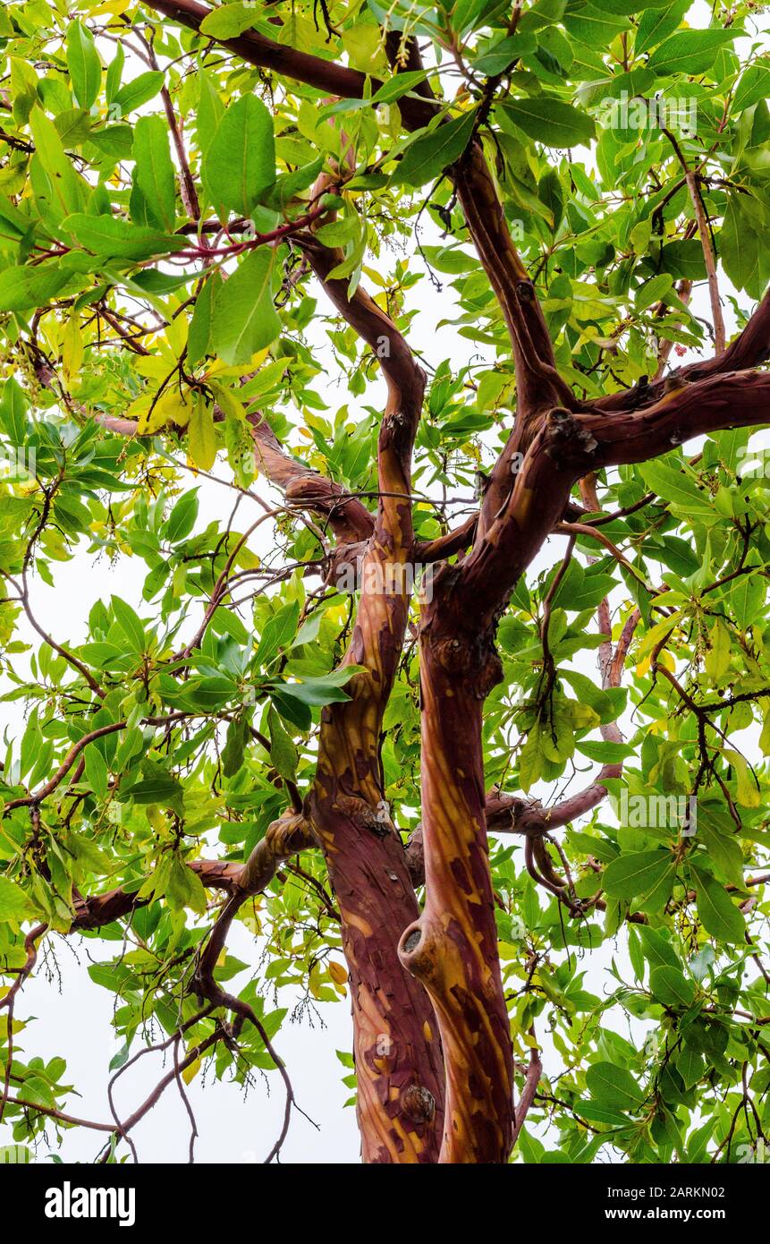 Alberi di Madrone (Arbutus menziesii) con la loro corteccia rossa impressionante usata per abbellire il paesaggio ad un centro commerciale in Fremont California USA Foto Stock