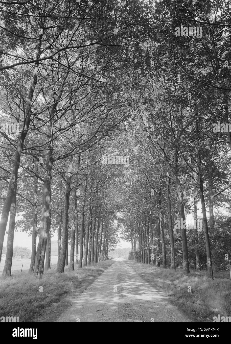 Oak, American Oak, Landgoed de Ulenpas Data: Agosto 1953 luogo: Gelderland Parole Chiave: Oak Nome Della Persona: American Oak, Landgoed de Ulenpas Foto Stock