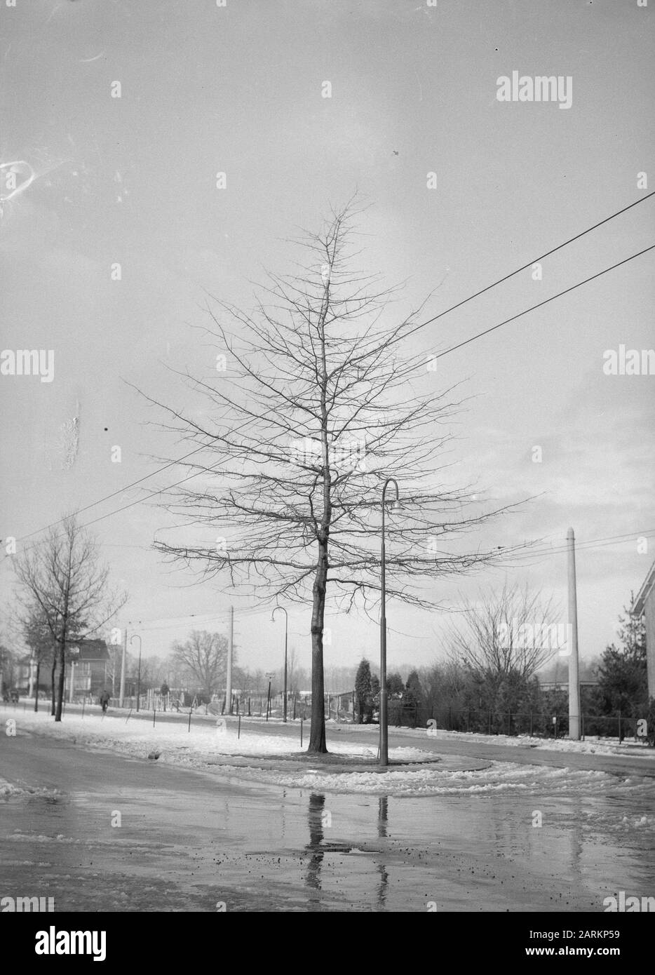 Quercia, quercia maresciallo Data: Febbraio 1953 Parole Chiave: Quercia Nome personale: Maresciallo Foto Stock