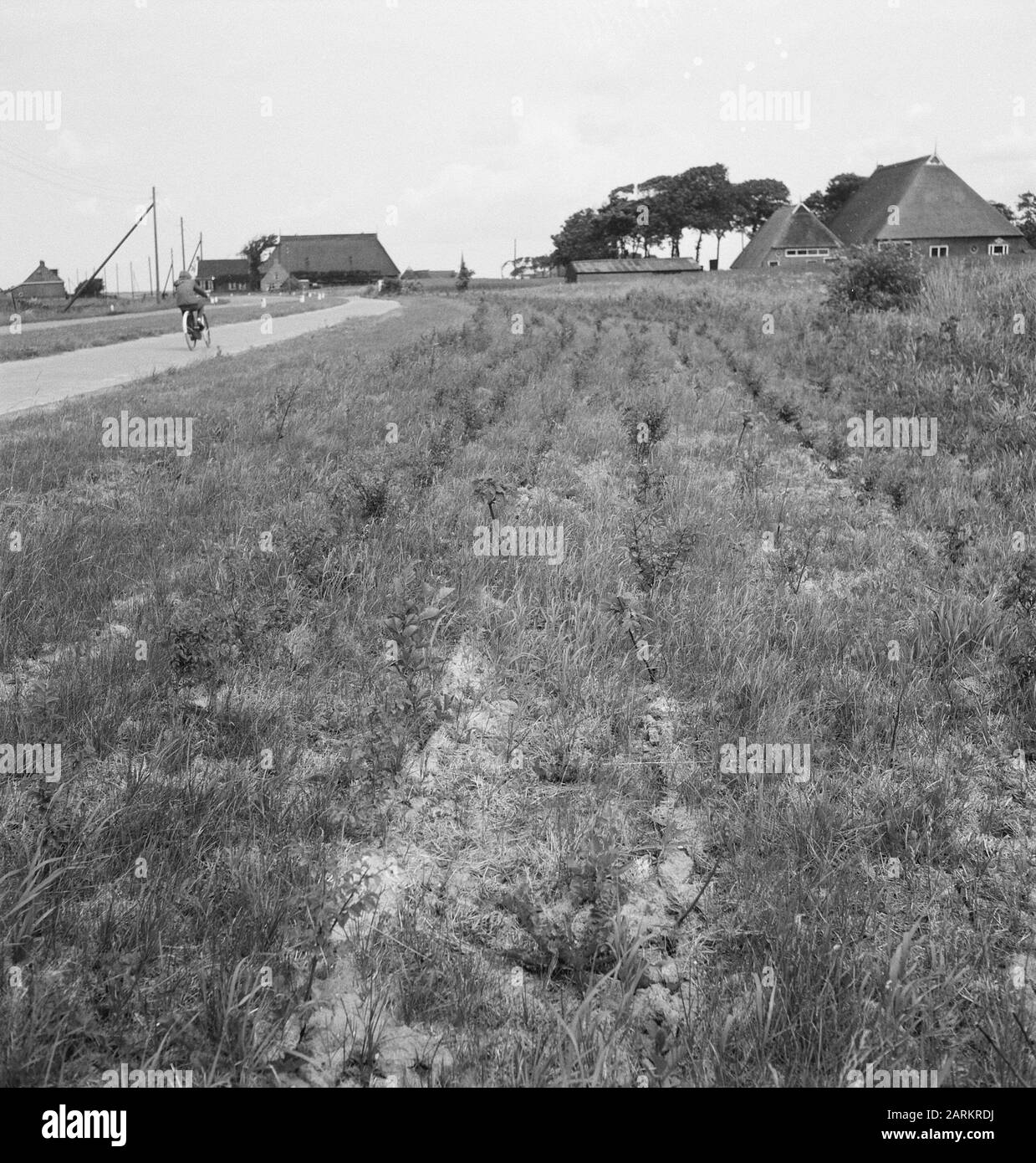 Strade, strada, piantagioni Data: Parole Chiave dense: Piantagioni, strade Foto Stock