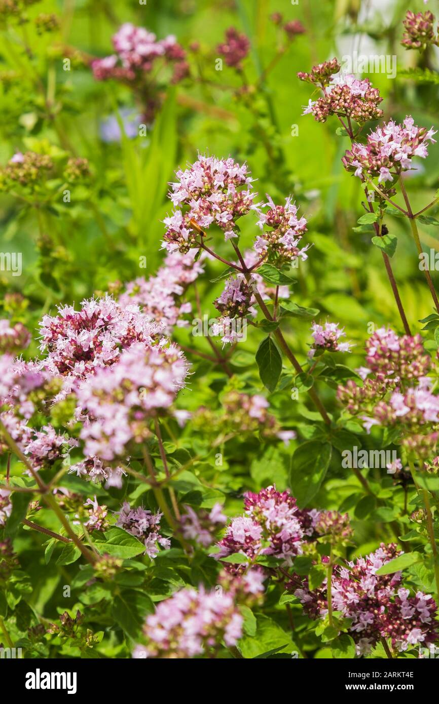 Primo piano di Origanum vulgare hirtum - Purple greco Oregano erba piante in giardino biologico cortile in estate Foto Stock