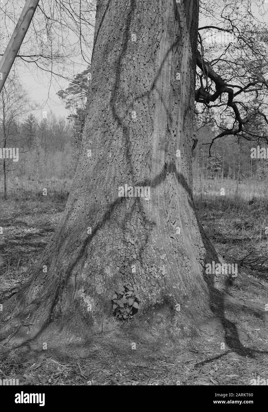 Oak, Landgoed de Baast Data: Unundated luogo: Oostelbeers Parole Chiave: Oak Nome Persona: Landgoed de Baast Foto Stock
