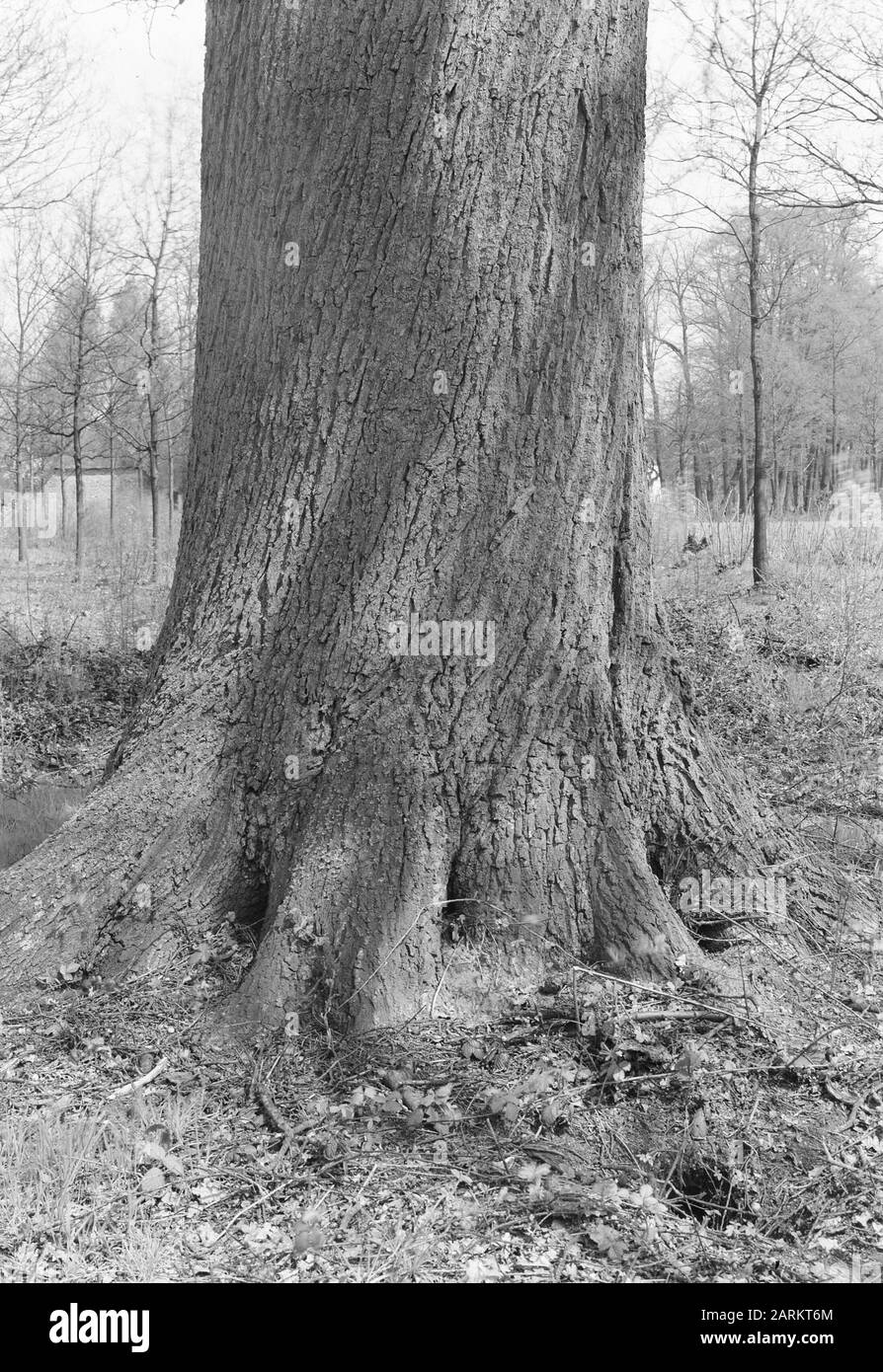 Oak, Landgoed de Baast Data: Unundated luogo: Oostelbeers Parole Chiave: Oak Nome Persona: Landgoed de Baast Foto Stock