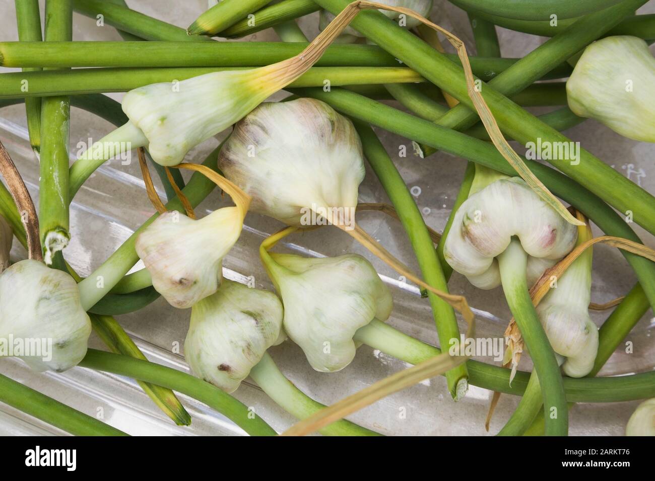 Primo piano di capes di aglio raccolti - Allium sativum bulbi in vassoio in plastica trasparente in estate Foto Stock
