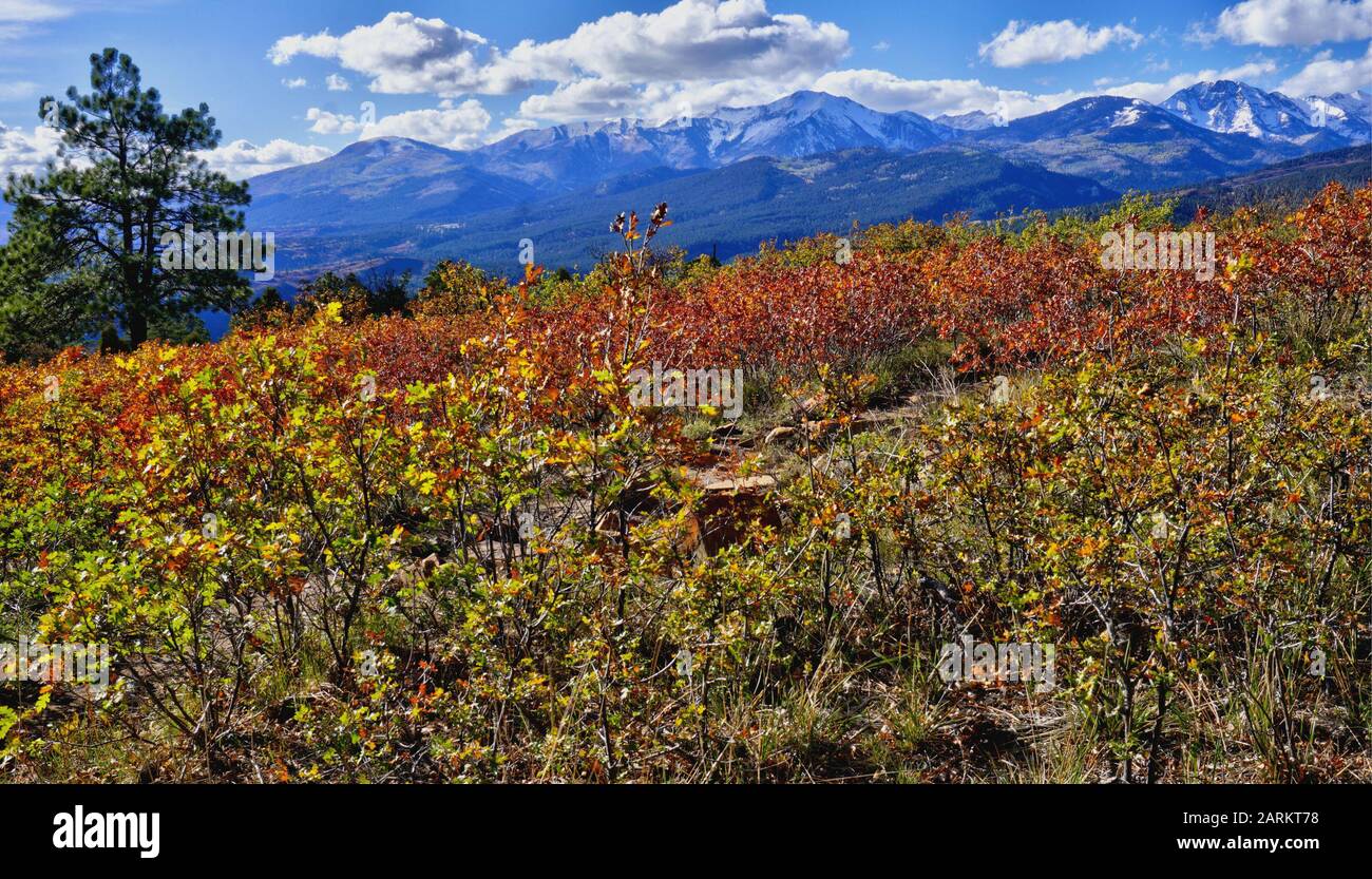 La Plata Mountain Nel Colorado Meridionale Vicino A Durango. Foto Stock