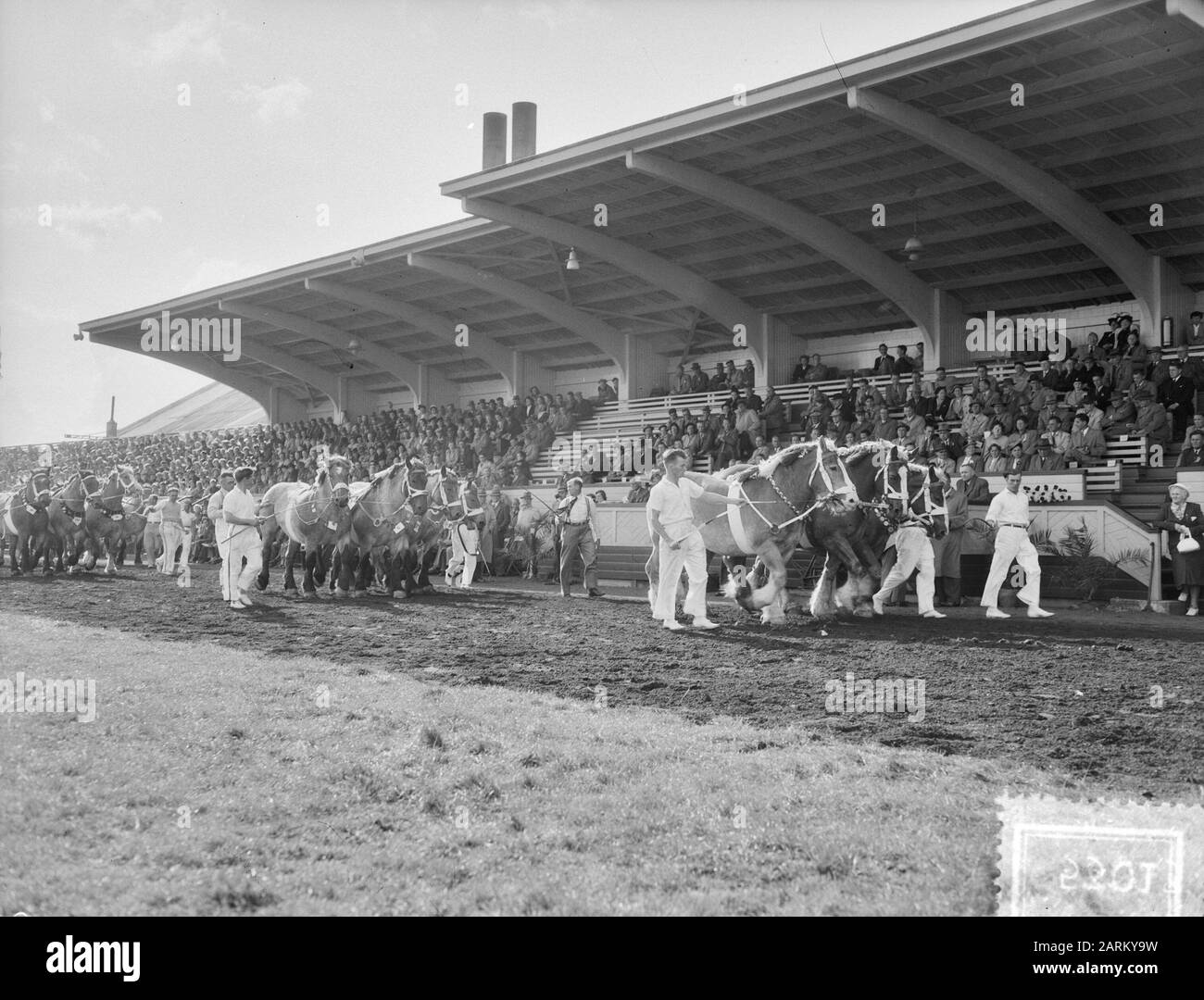 Approvazione stallone e mercato bovino Boose anteriore Data: 10 settembre 1952 Parole Chiave: Approvazioni stalloni Foto Stock