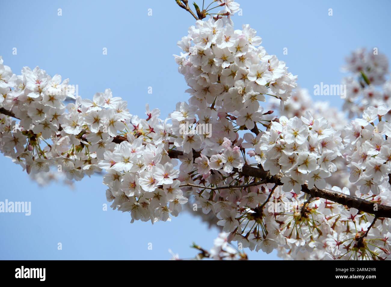 Bellissimi fiori bianchi di ciliegio fiore ad alta fioritura Foto Stock