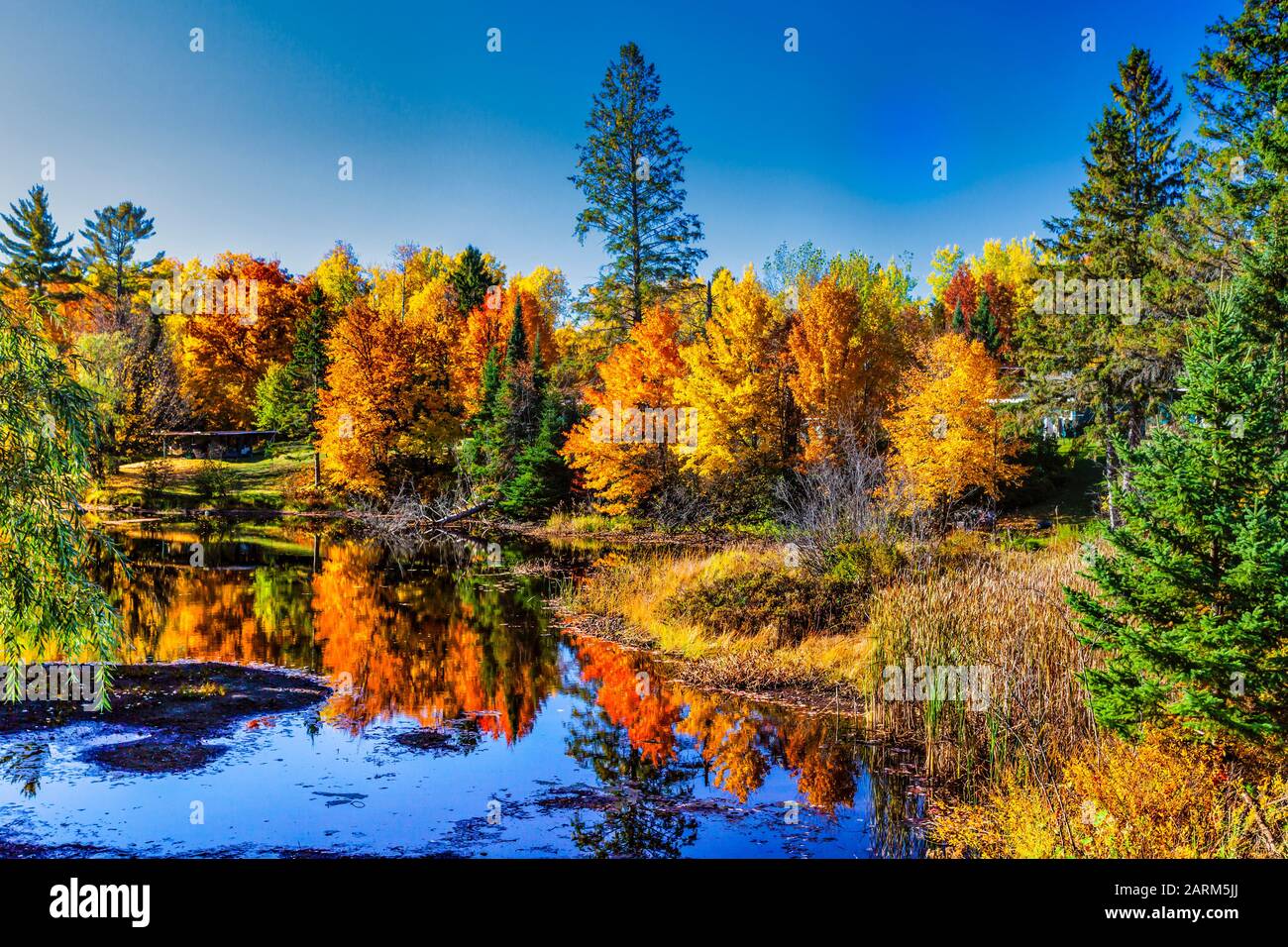 Colore brillante del fogliame di caduta negli alberi nel nord, Wisconsin, Stati Uniti. Foto Stock