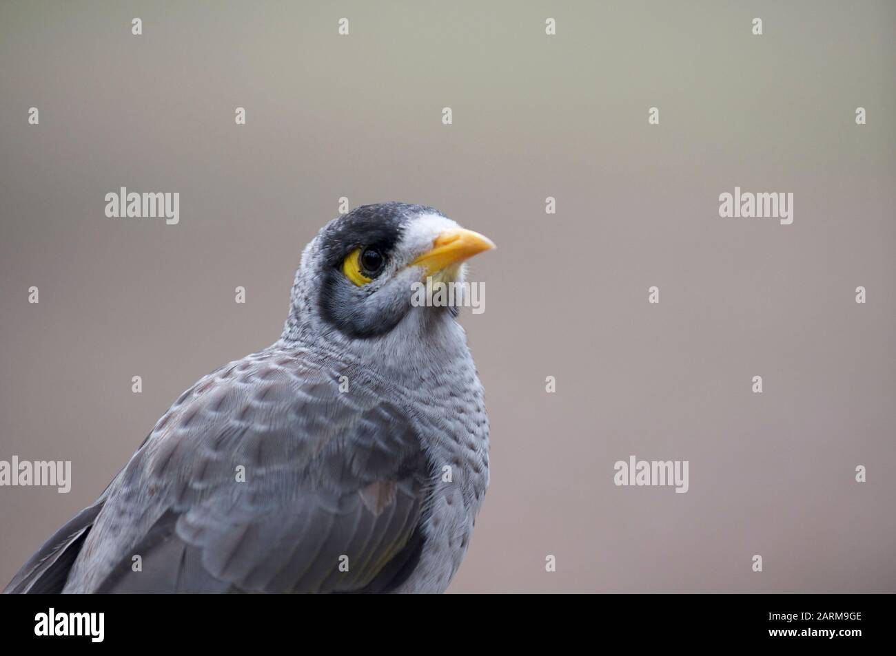 Primo piano di un uccello minatore rumoroso (Manorina melanocephala) catturato nel parco di conservazione di Daisy Hill a Brisbane. Questo uccello è una specie endemica DI A. Foto Stock