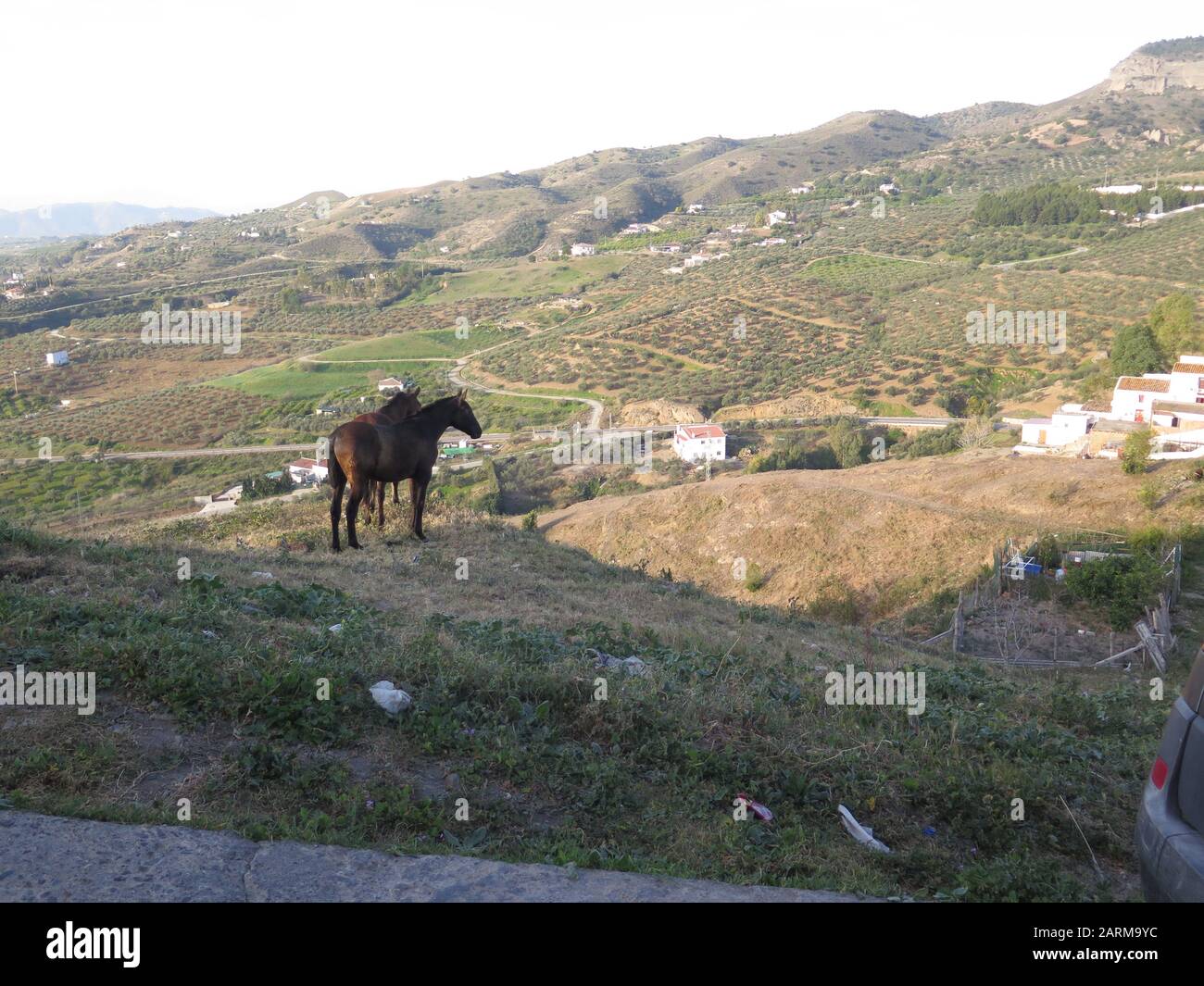 Due grandi cavalli a baia sulla collina del castello con vista sulla valle di Guadalhorce Foto Stock