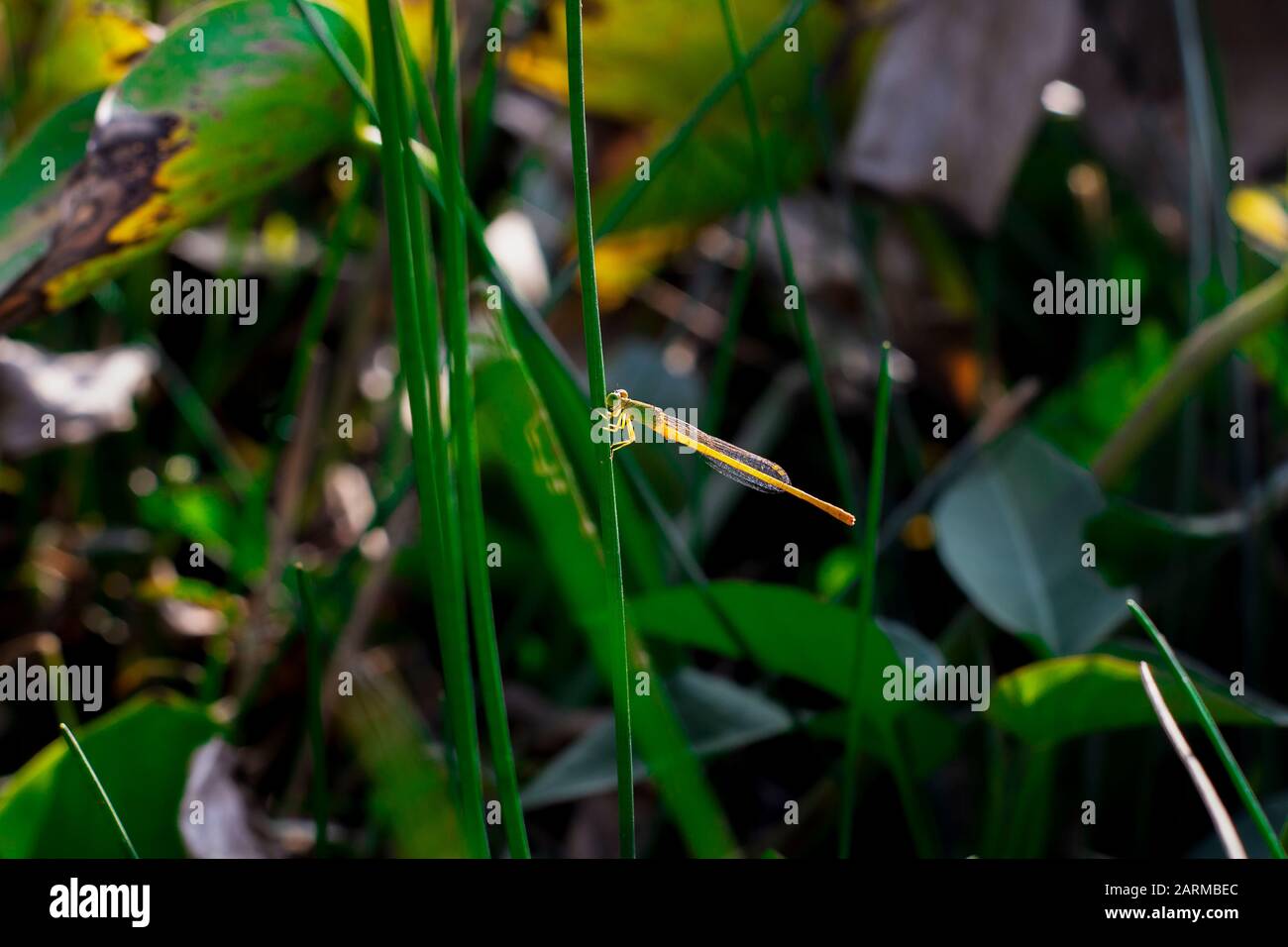 Dragonfly si siede sull'erba Foto Stock