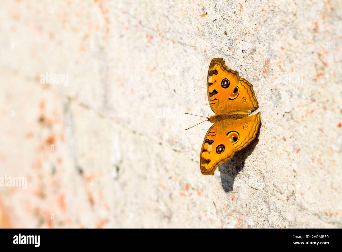 farfalla al sole Foto stock - Alamy