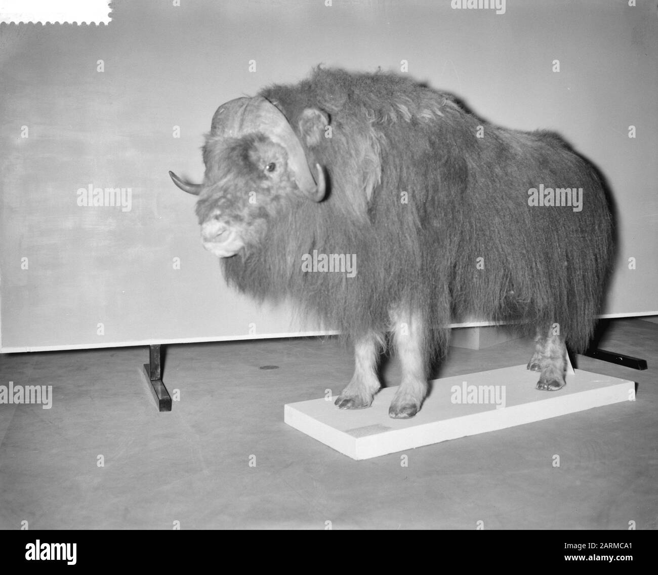 Mostra IJstijden nel Museo Zoologico di Amsterdam, muschi esposti Data: 21 Dicembre 1959 luogo: Amsterdam, Noord-Holland Parole Chiave: Presentazioni, mostre Nome dell'istituto: Museo Zoologico Foto Stock