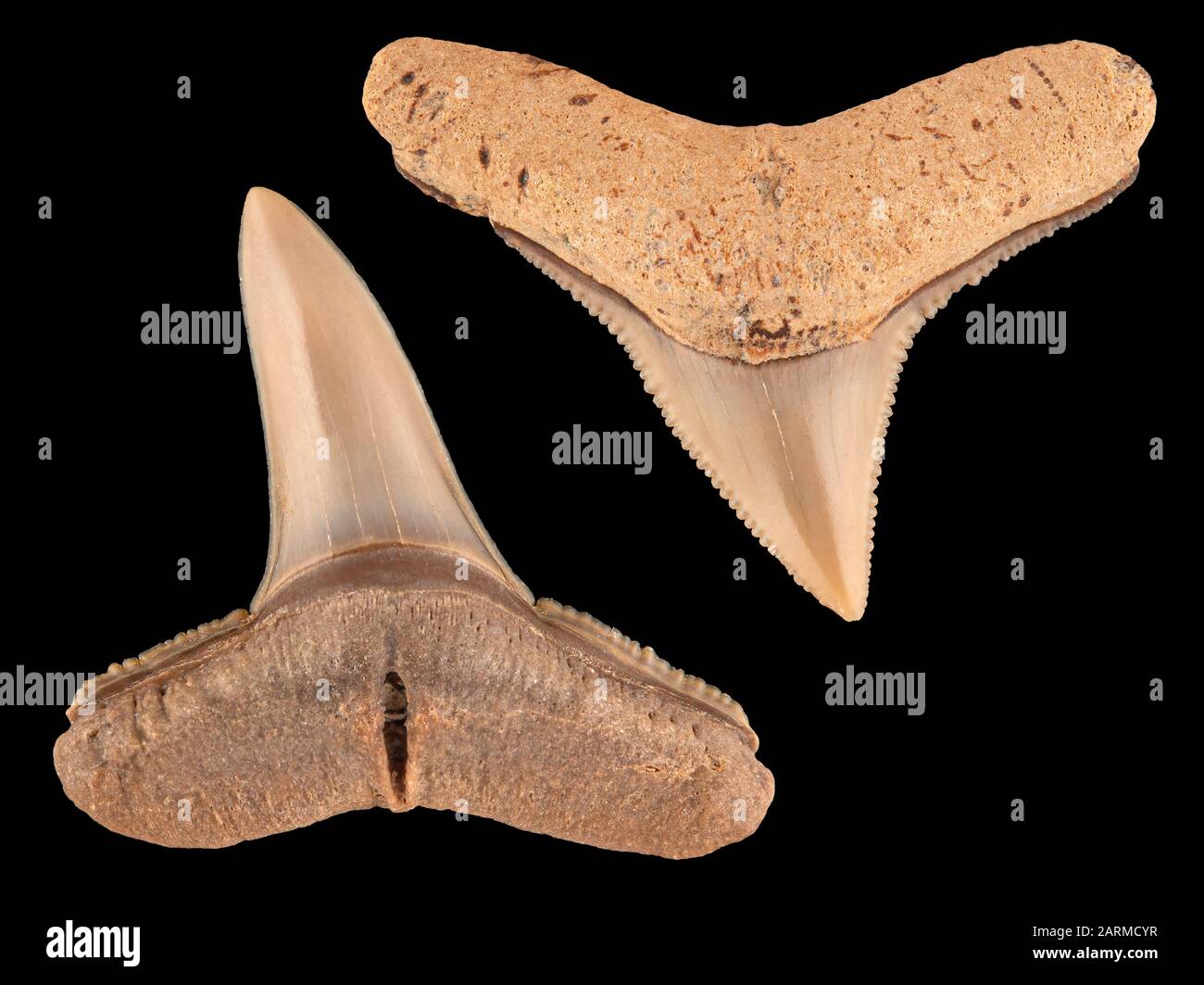 Denti fossili di uno squalo requiem, specie Carcharhinus. Il dente inferiore proviene dalla ganascia inferiore e il dente superiore dalla ganascia superiore. Epoca Miocene Foto Stock