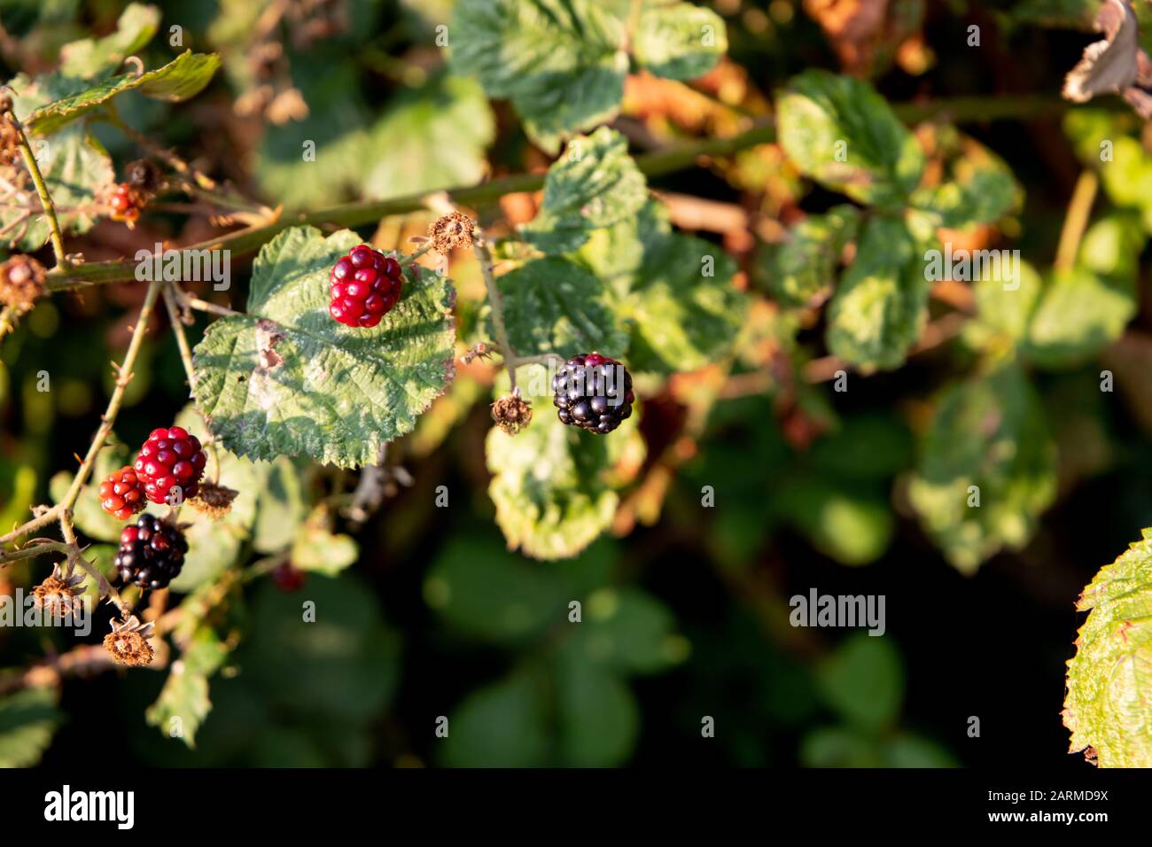 frutti di bosco neri sani sui cespugli Foto Stock