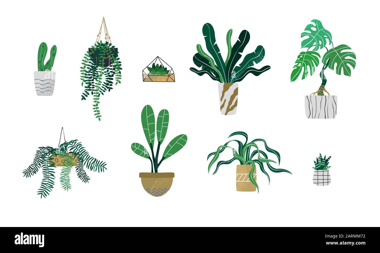 Set di piante tropicali verdi e cactus succulenti su sfondo bianco isolato. Moderna collezione di piante per il design degli interni o l'eco decor Illustrazione Vettoriale