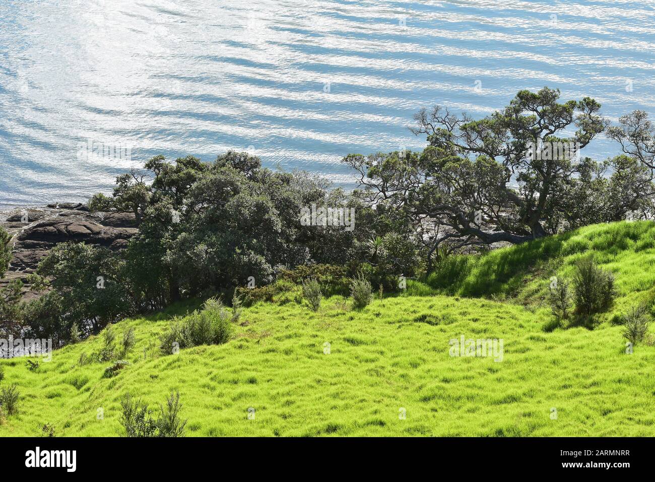 Pohutukawa alberi ai piedi del verde pendio sulla riva del mare. Foto Stock