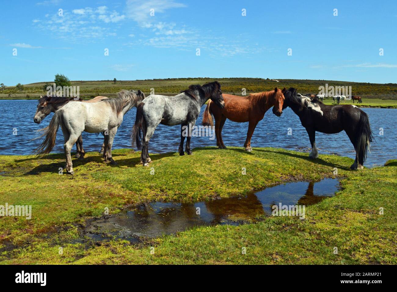 New Forest Horses Accanto A Whitten Pond, Burley, Hampshire, Regno Unito Foto Stock