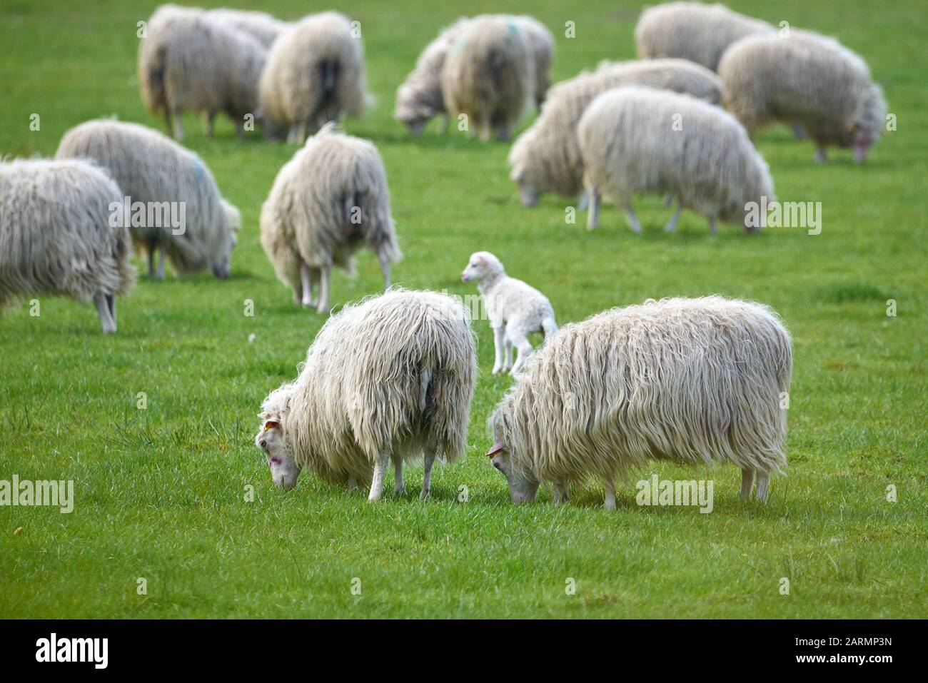 Pecore che pascolano sull'erba (Ovis Aries) Foto Stock