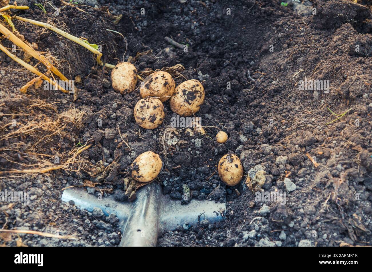 Scavando il mazzo di patate fresche crude dal suolo con una pala Foto Stock