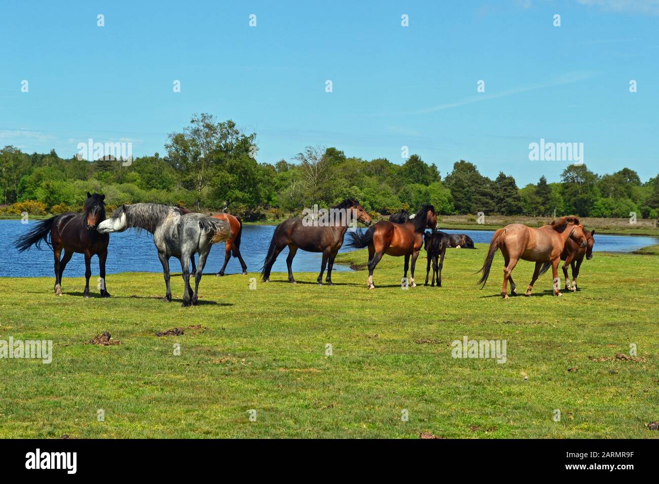 New Forest Horses Accanto A Whitten Pond, Burley, Hampshire, Regno Unito Foto Stock