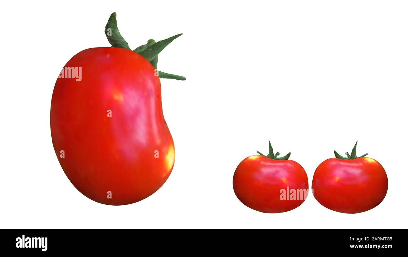 Pomodoro rosso fotorealistico con uno speck giallo sul suo lato e una radice verde. Vegetali Isolati Su Sfondo Bianco. Illustrazione Vettoriale