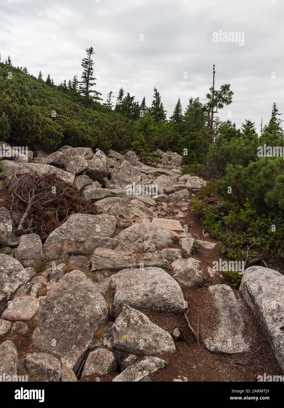 Sentiero in pietra con arbusti pinus mugo intorno a Sniezne Kolly in Karkonosze montagne in Polonia Foto Stock