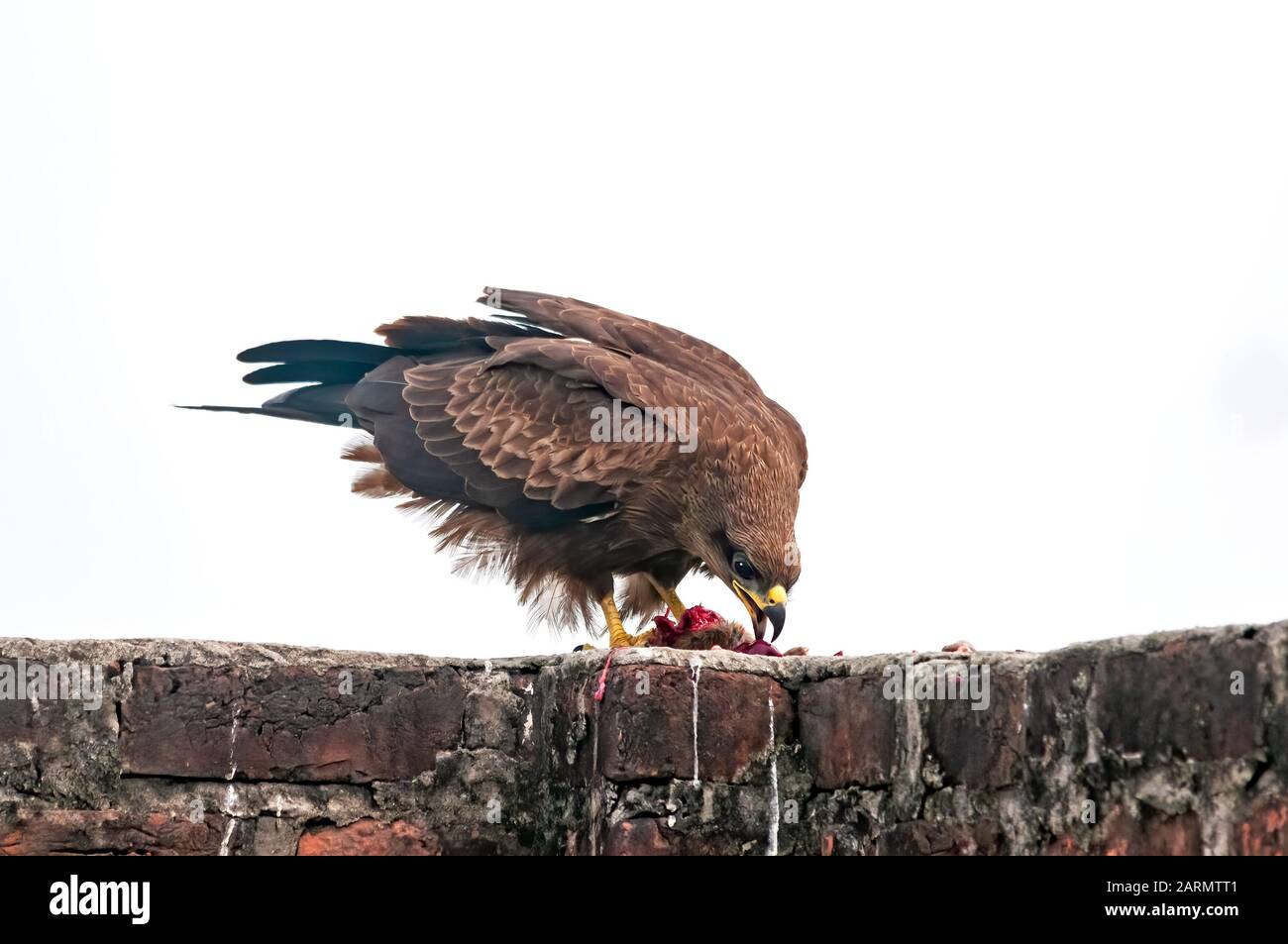 Aquilone nero seduto su un muro che prende il cibo Foto Stock