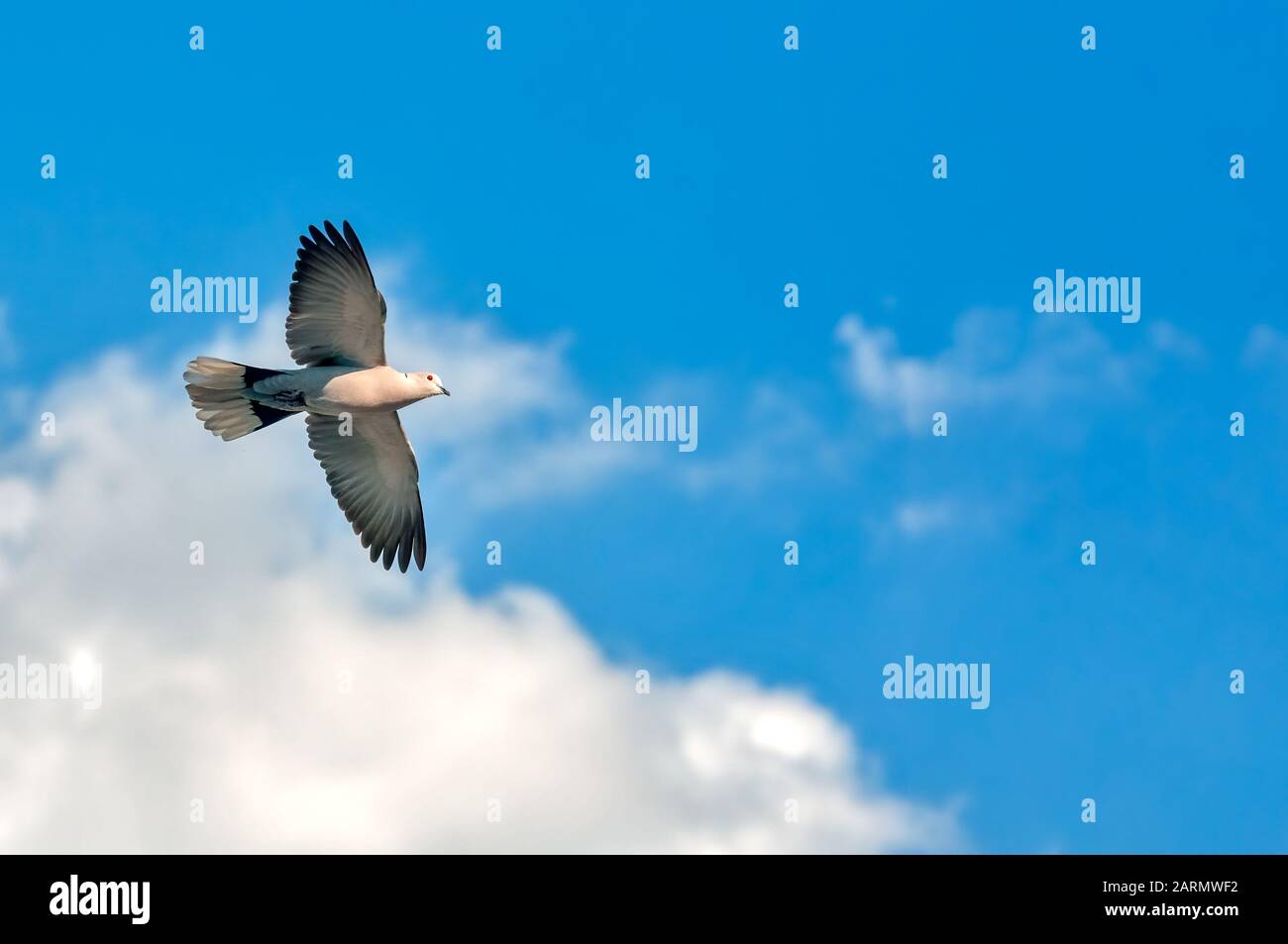 Una collava volare in cielo nuvoloso con libertà Foto stock - Alamy