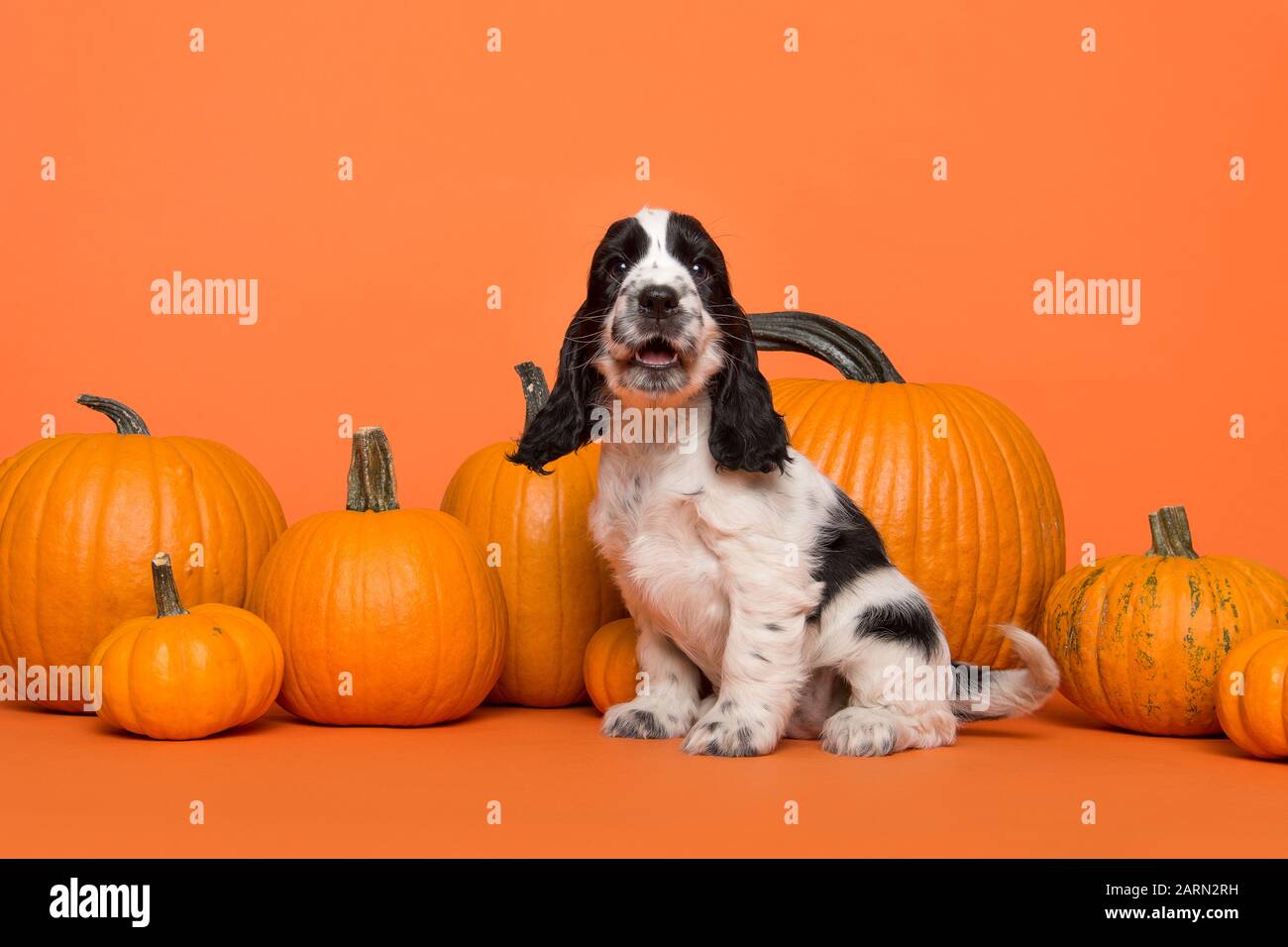 Carino Cocker Spaniel cane cucciolo che parla seduto tra zucche arancione su uno sfondo arancione con la bocca aperta Foto Stock