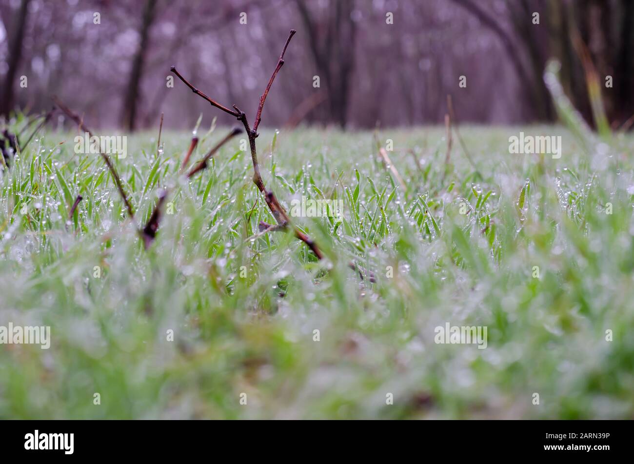 Rugiada del mattino su erba verde giovane. Un inverno eccessivamente caldo. La foto è stata scattata nel gennaio 2020 nel sud dell'Ucraina. Riprese a livello oculare. Foto Stock