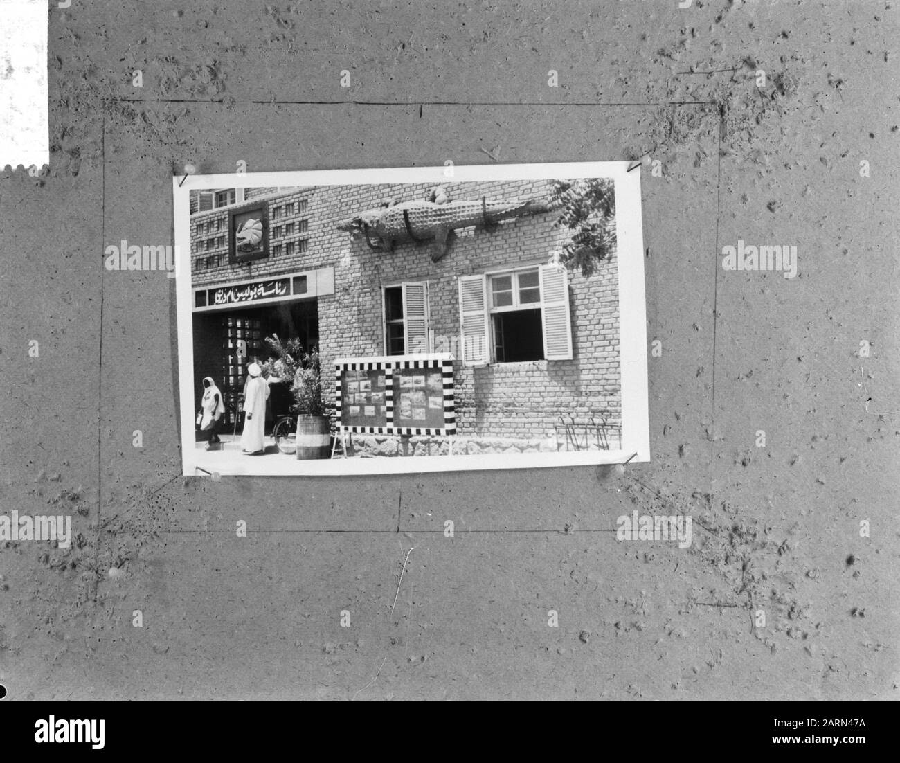 Incidente stradale a Khartoum (Sudan), coccodrillo appeso alla stazione di polizia Data: 16 giugno 1964 Località: Khartoum Parole Chiave: Stazioni di polizia, incidenti stradali Foto Stock