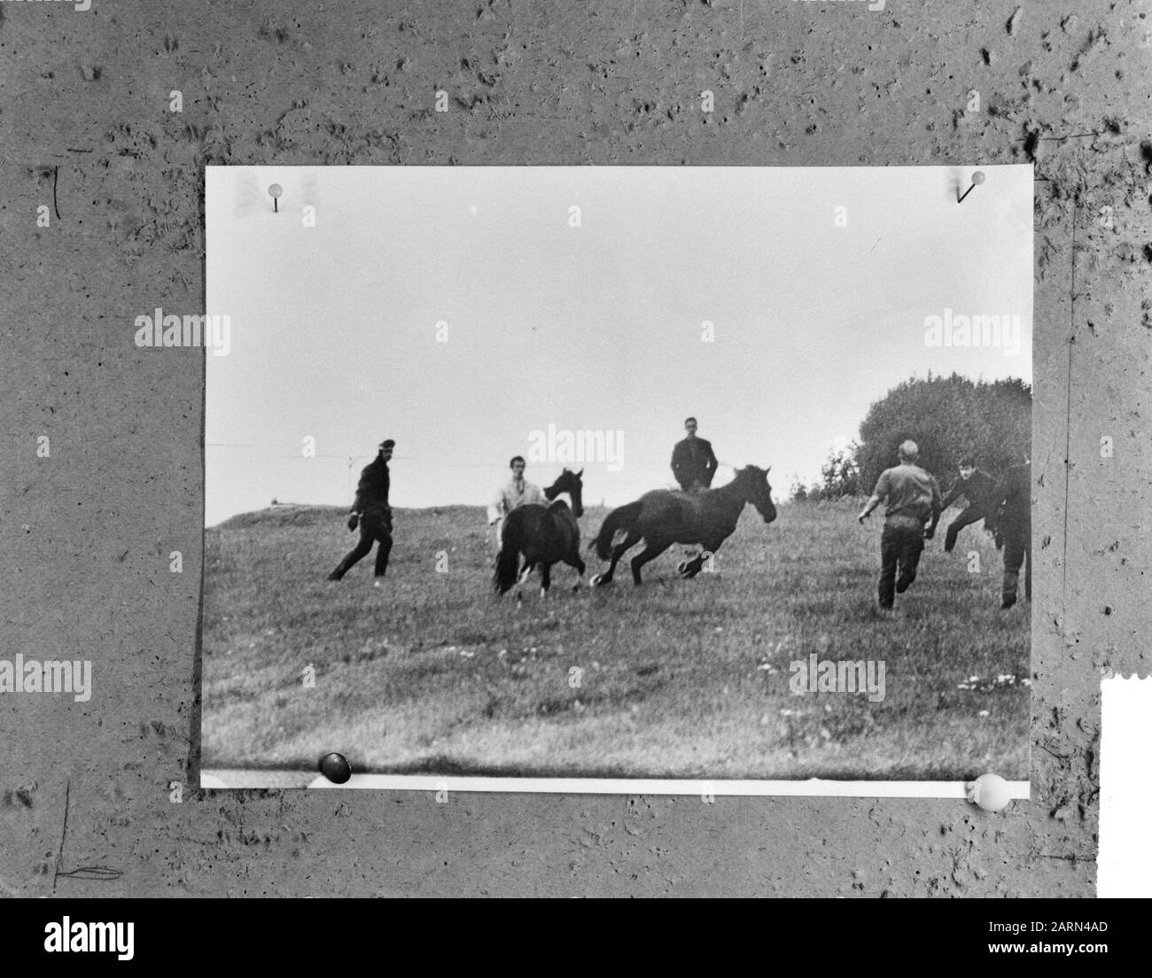 Due cavalli da Nootdorp sfuggito dal prato, la caccia in full swing Data: 22 luglio 1964 luogo: Nootdorp Parole Chiave: Cavalli Foto Stock