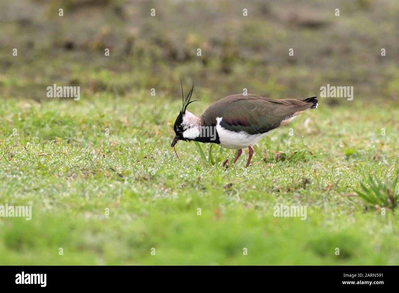 Il lapwing settentrionale (Vanellus vanellus) tira il verme dal suolo, dal basso Reno, dalla Renania settentrionale-Vestfalia, Germania Foto Stock