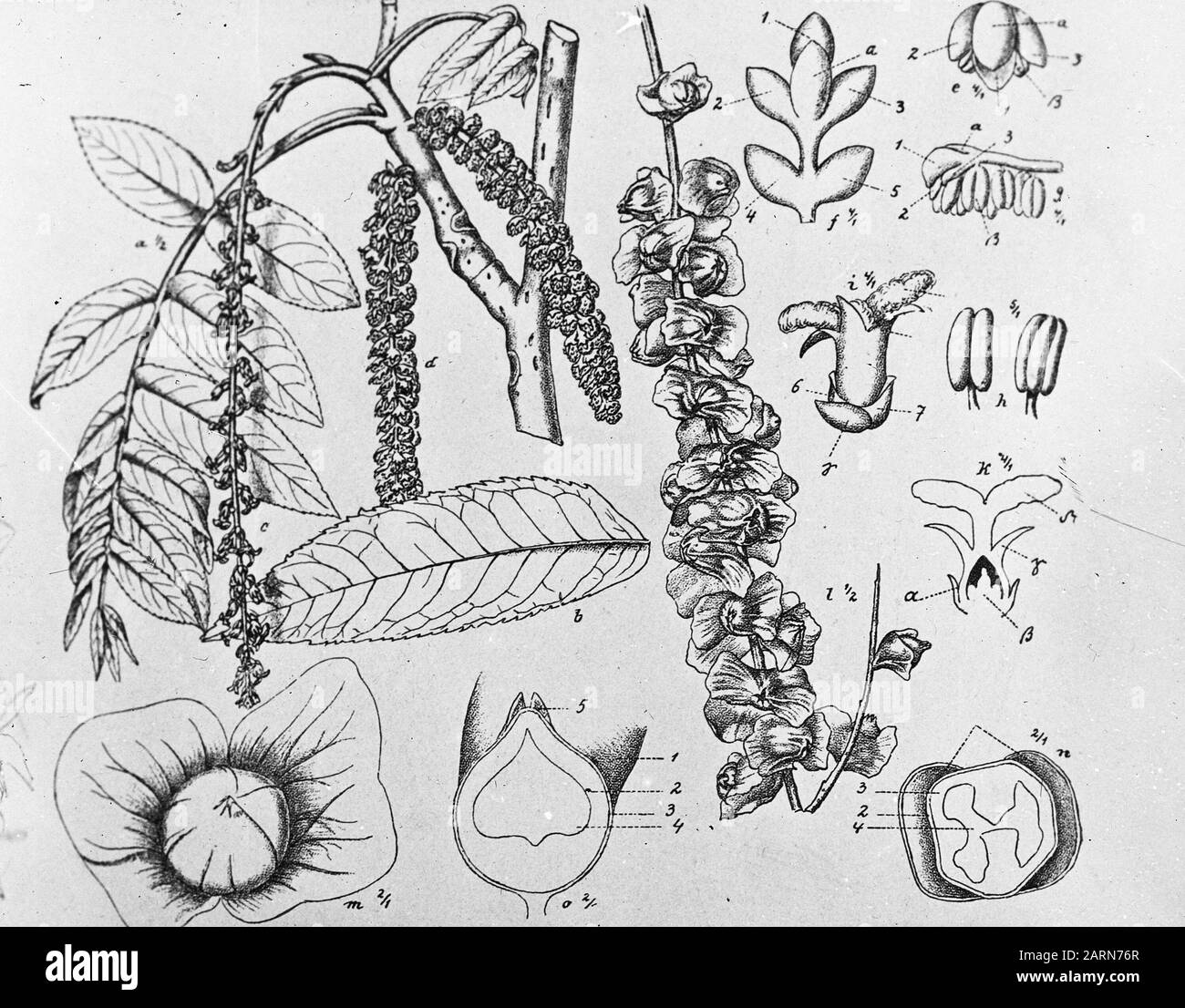 Data disegno: Parole Chiave dense: Alberi, foreste, botaniche, viali, legno caducido Nome personale: Pterocarya (ala nota) Foto Stock