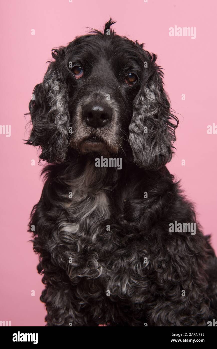 Ritratto di un anziano cocker senior spaniel cane guardando la fotocamera su uno sfondo rosa Foto Stock