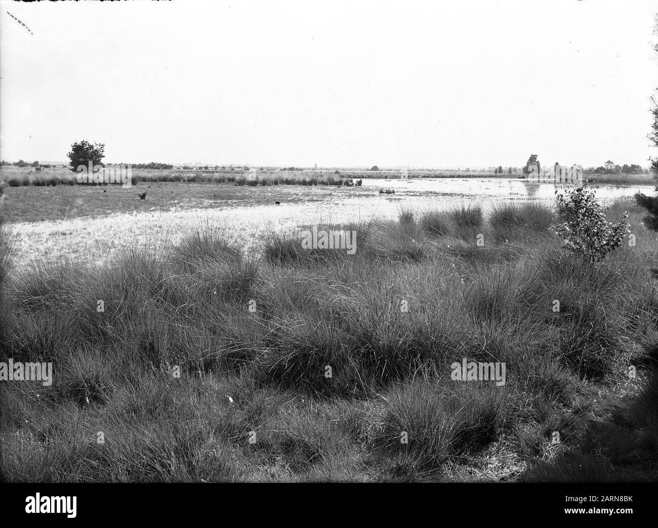 Paesaggi caratteristici, tenute, fens Data: Luglio 1949 Parole Chiave: Paesaggi caratteristici, tenute, fens Nome dell'istituzione: Utrecht, De Fotografaf : Foto Stock