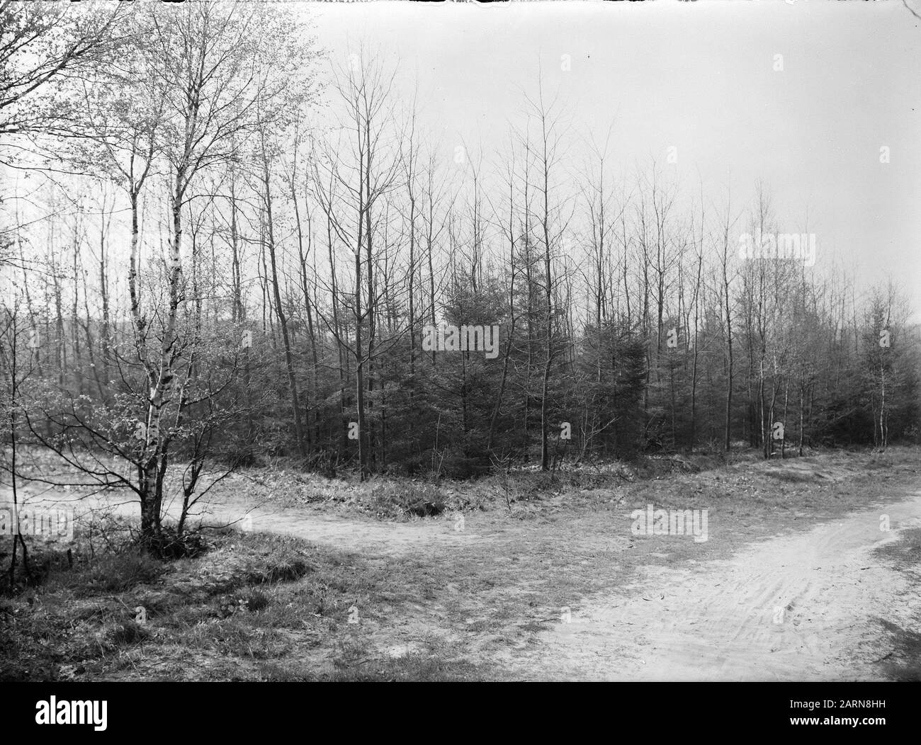 Plantings misti, Young, douglas, american Oak, Brunsummer Heather Data: Undate luogo: Brunsummer Heath Parole Chiave: Plantings misti, Young Nome personale: American Oak, douglas Foto Stock
