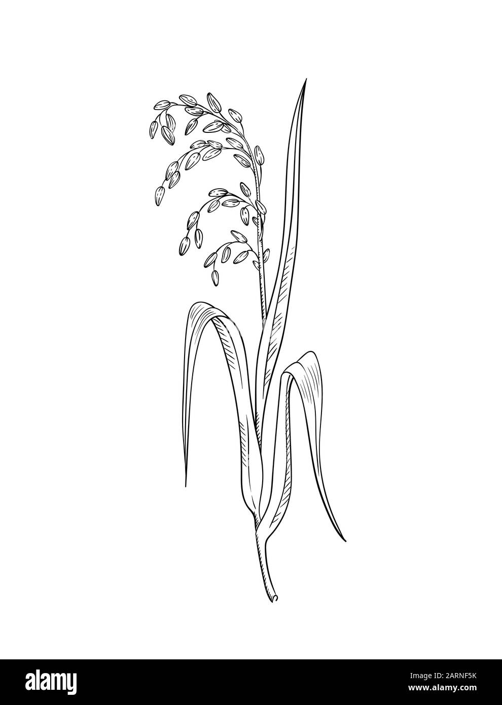 Pianta di riso illustrazione botanica disegno vettoriale di riso ...
