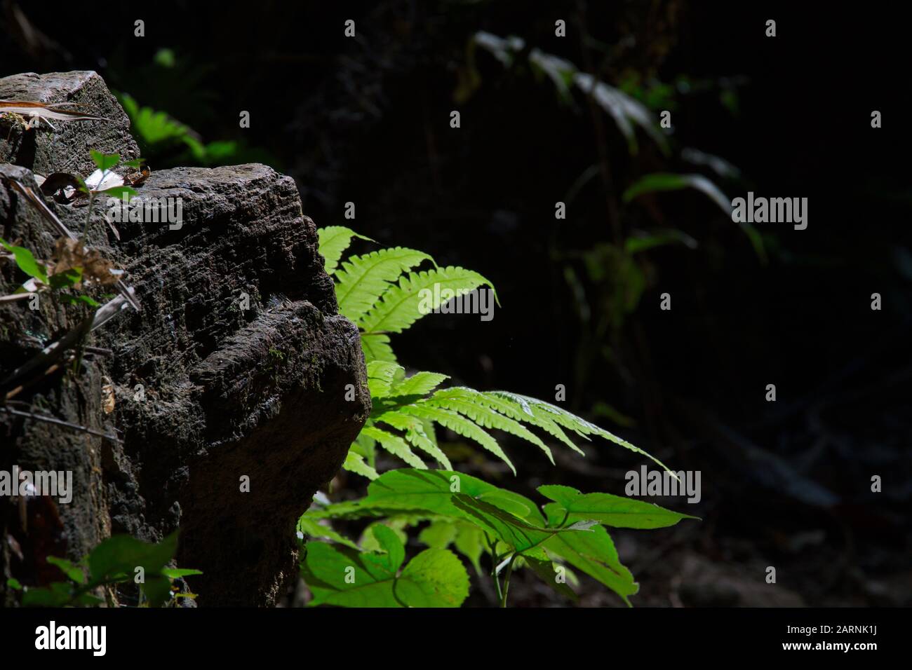 La pietra e foglie di felce nella foresta tropicale, sfondo scuro tono Foto Stock