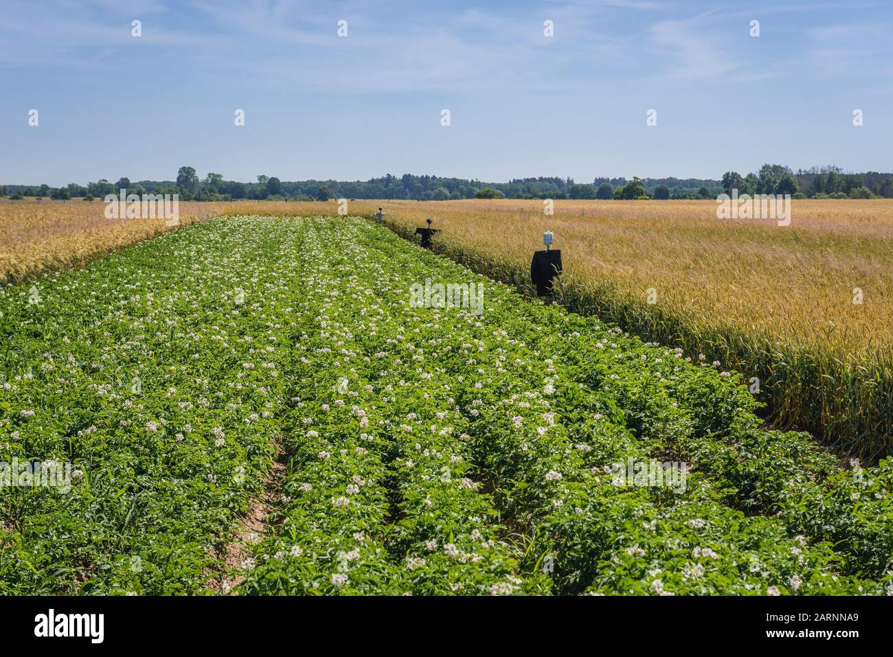 Campo di patate nella contea di Gryfice, Voivodato della Pomerania occidentale della Polonia Foto Stock