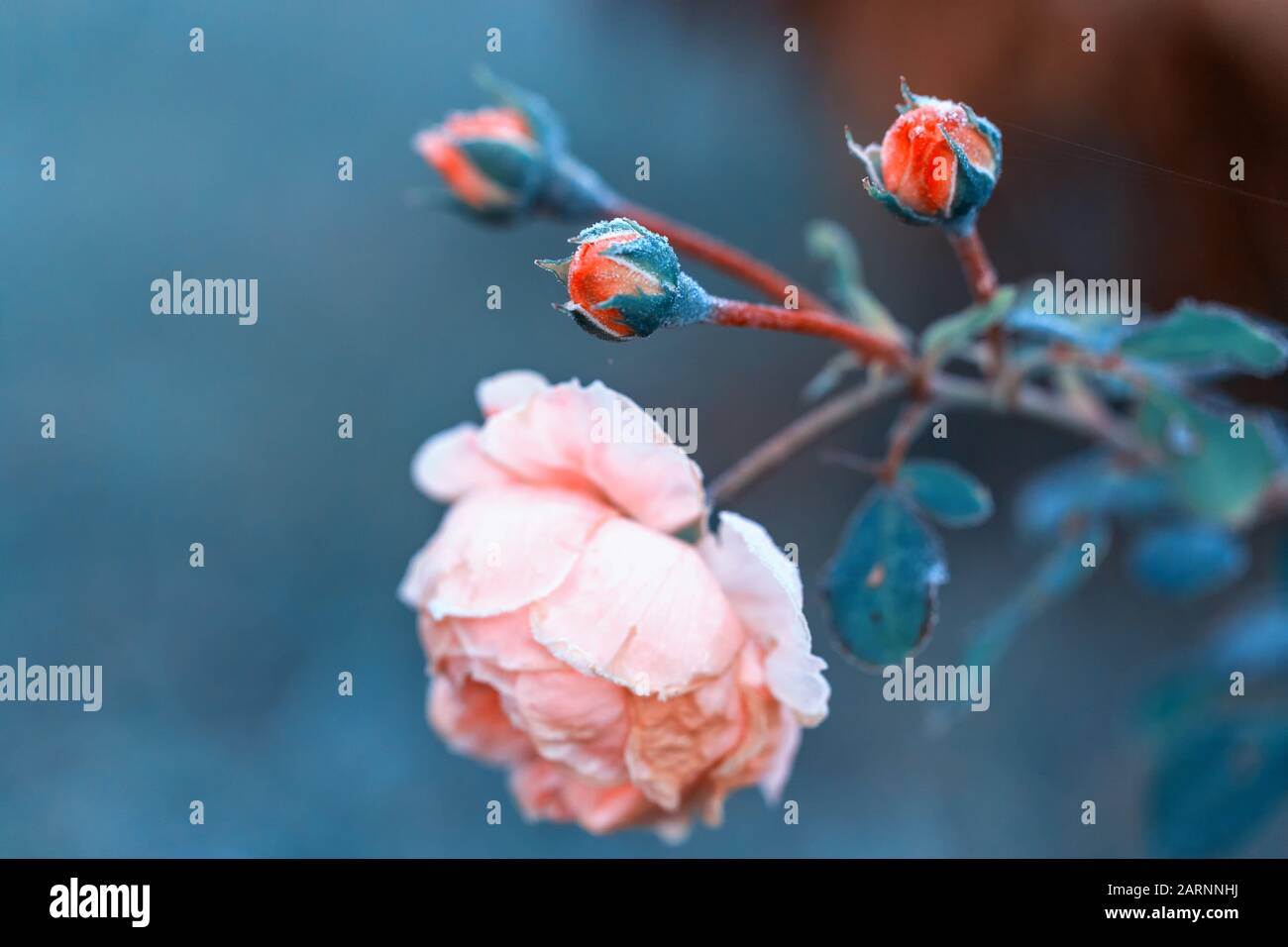 Inverno in giardino. Brina sulla petali di rosa rosa, il primo gelo. Foto Stock
