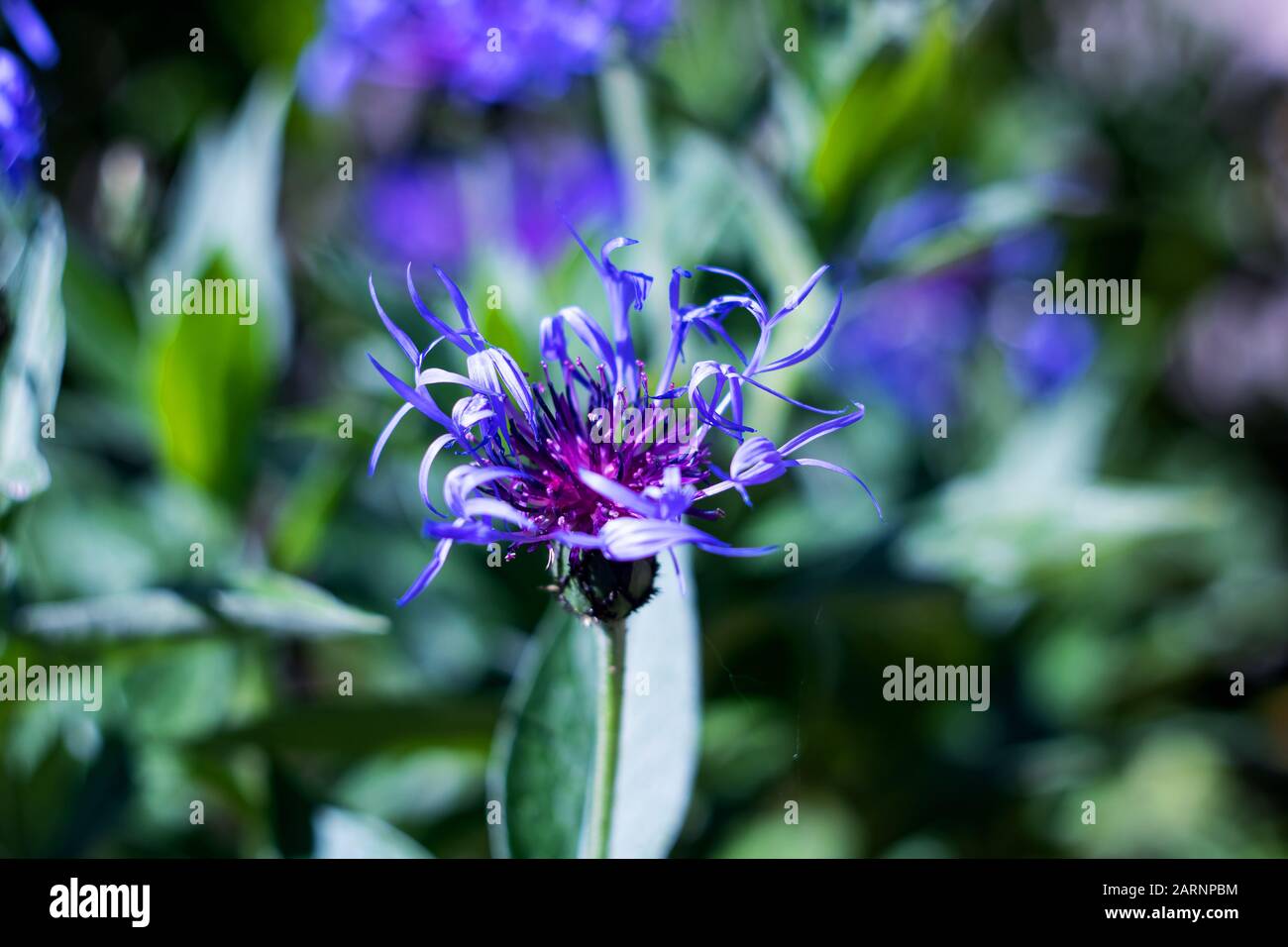 Grande fiore blu con lunghi petali su fondo erboso Foto stock - Alamy