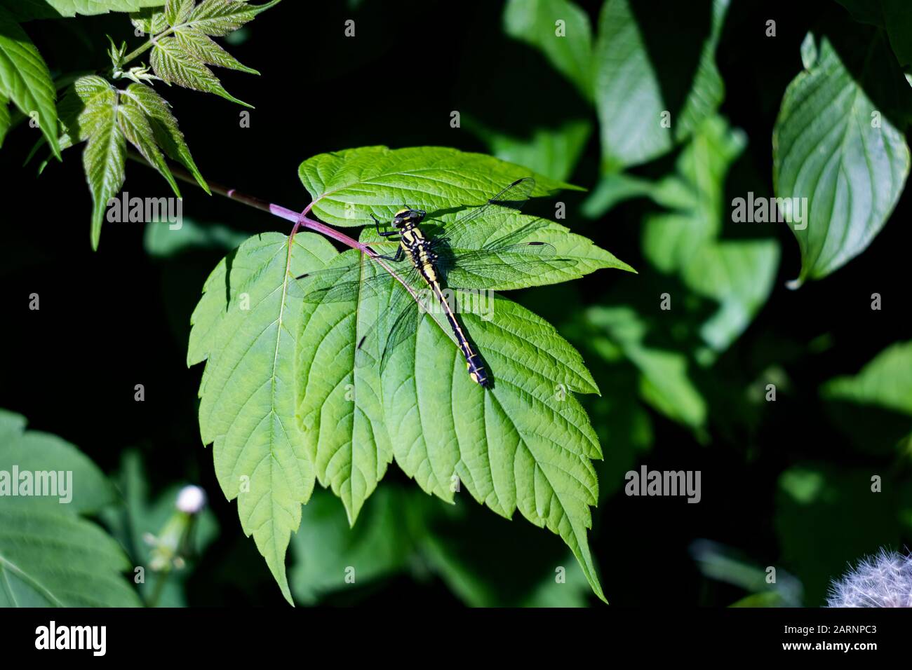 Una grande libellula si trova su una foglia verde di una pianta Foto Stock