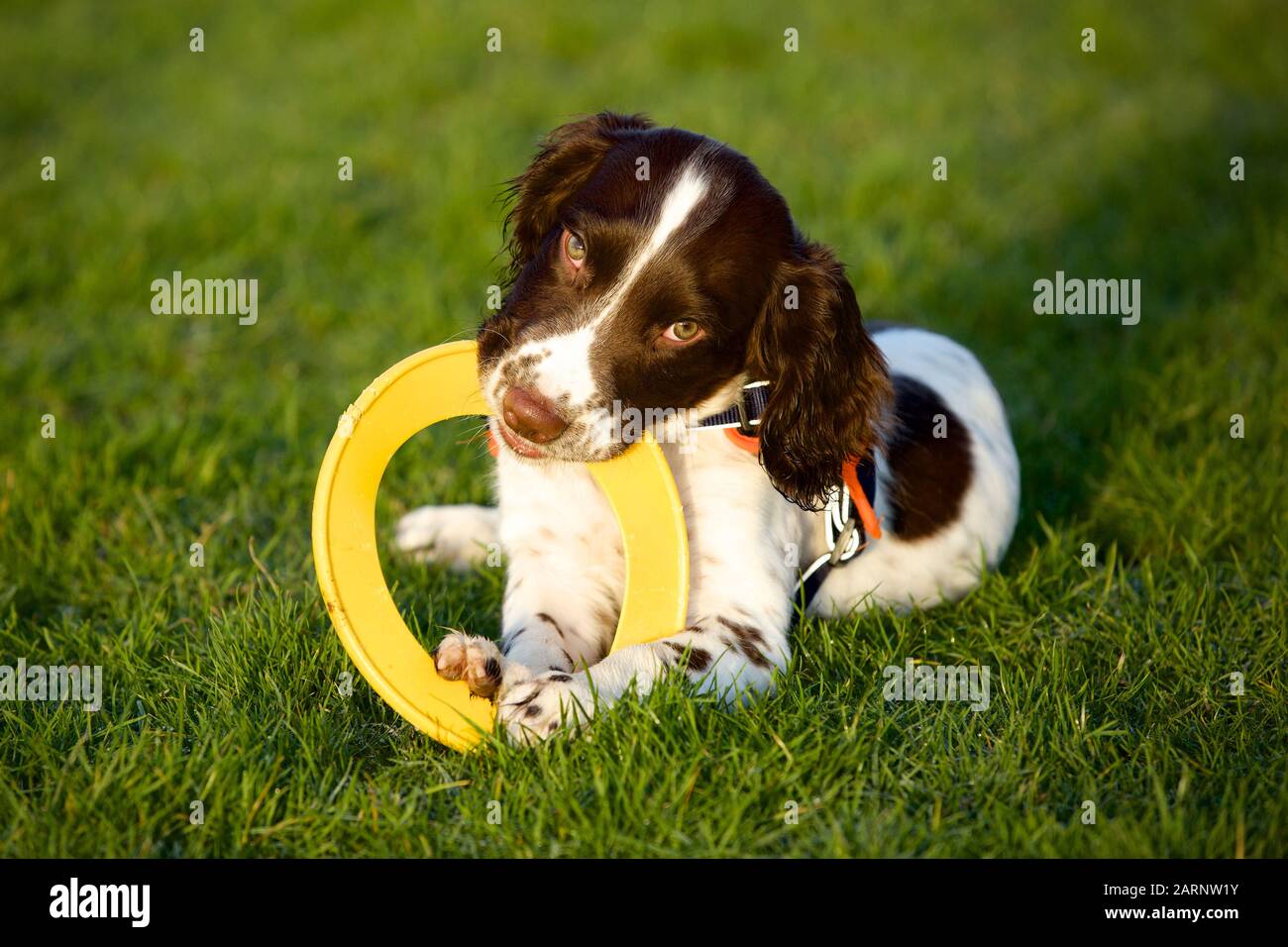 Ollie Il Puppy Springer Foto Stock