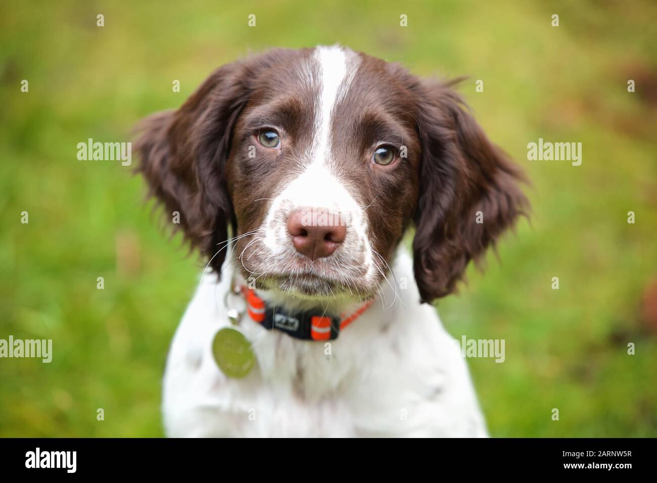 Ollie Il Puppy Springer Foto Stock