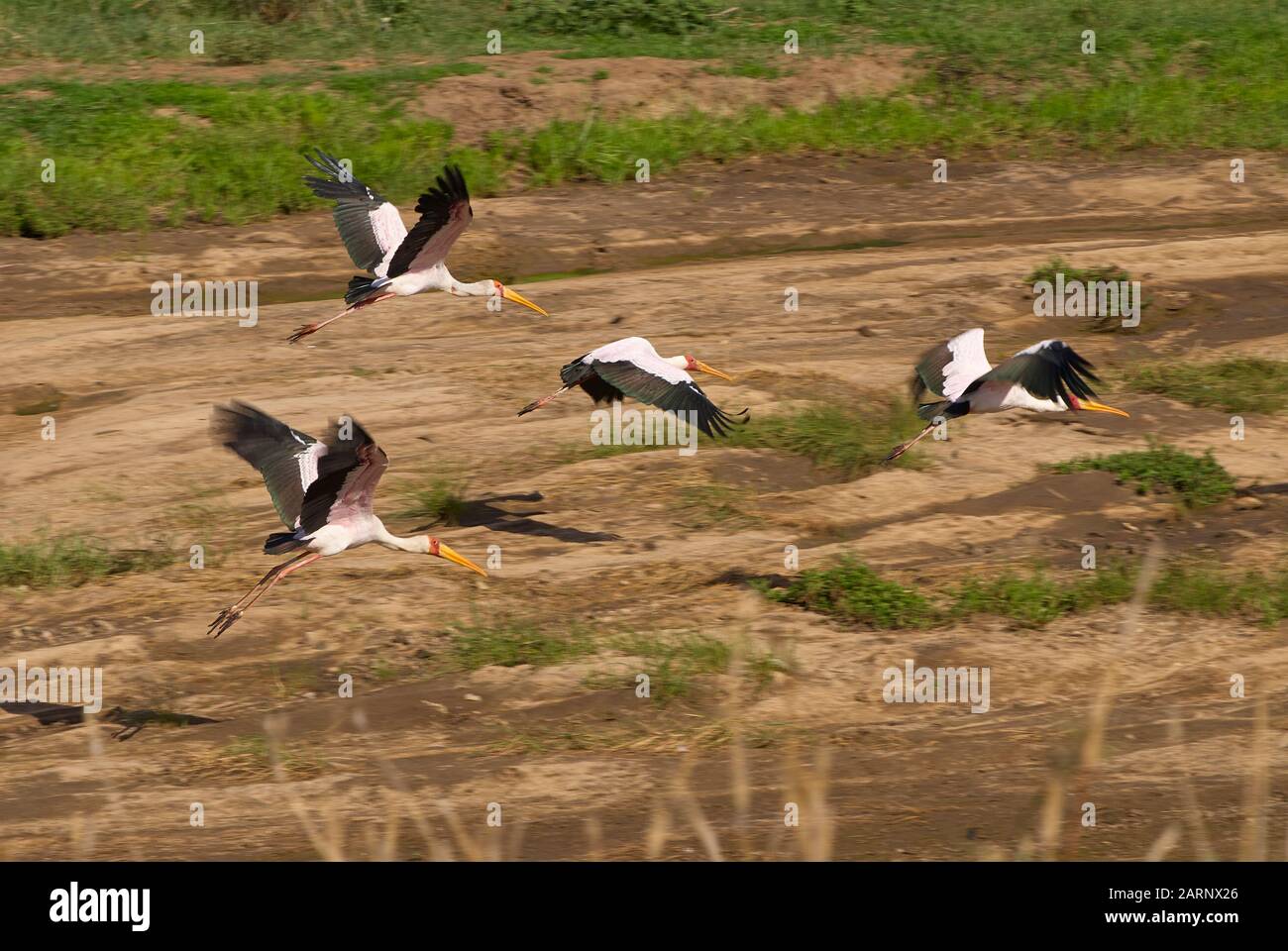 Cicogne gialle nella valle di Tarangire, nel nord della Tanzania Foto Stock