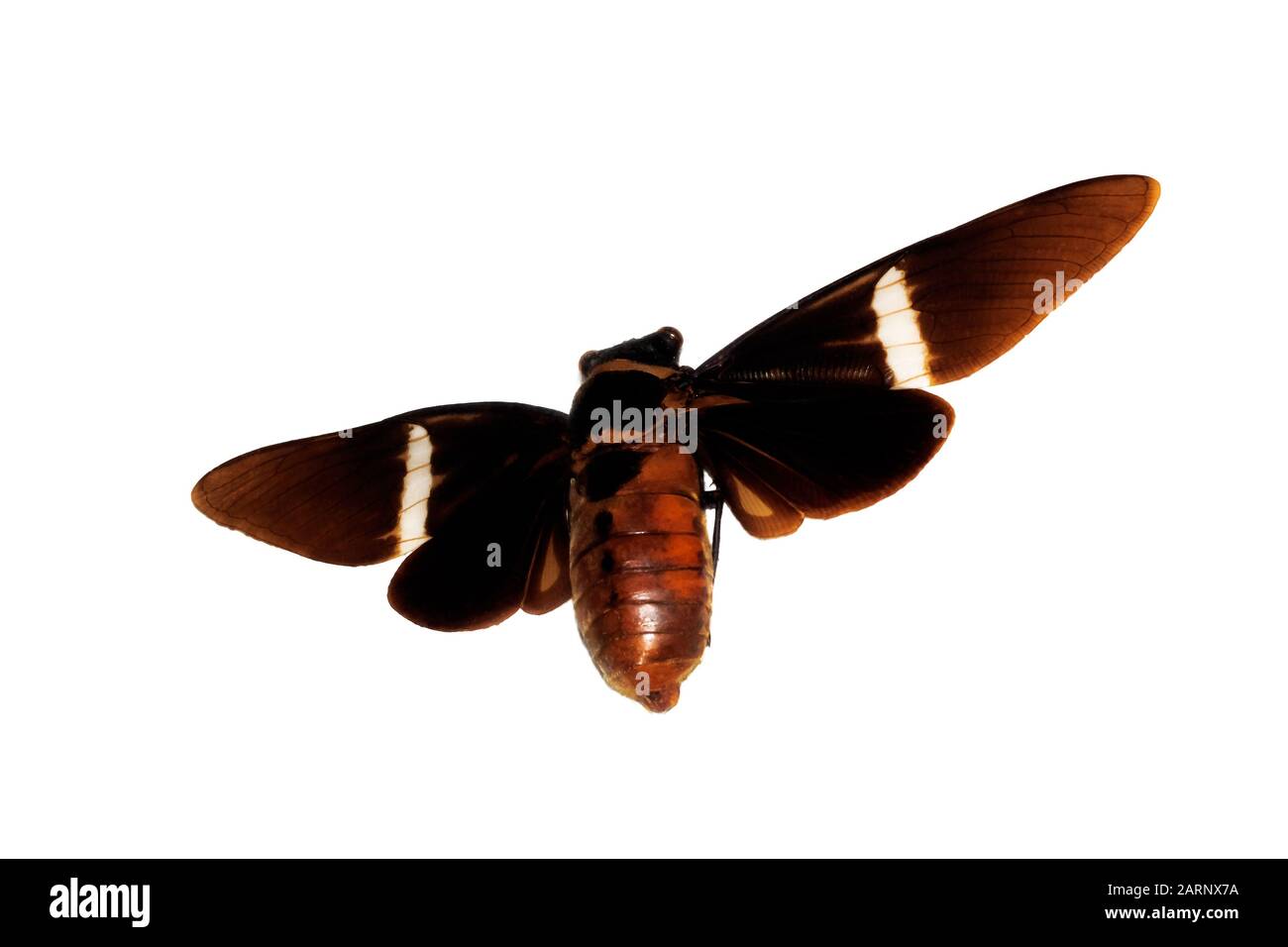 Coleottero marrone grande, isolato su uno sfondo bianco, cicadidae Foto Stock