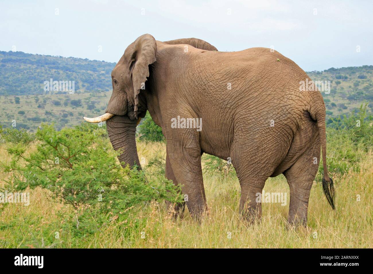 Elefante Africano, Hluhluwe Game Reserve Lodge, Hluhluwe Imfolozi Park, Umfolozi, Kwazulu Natal, Sudafrica. Foto Stock